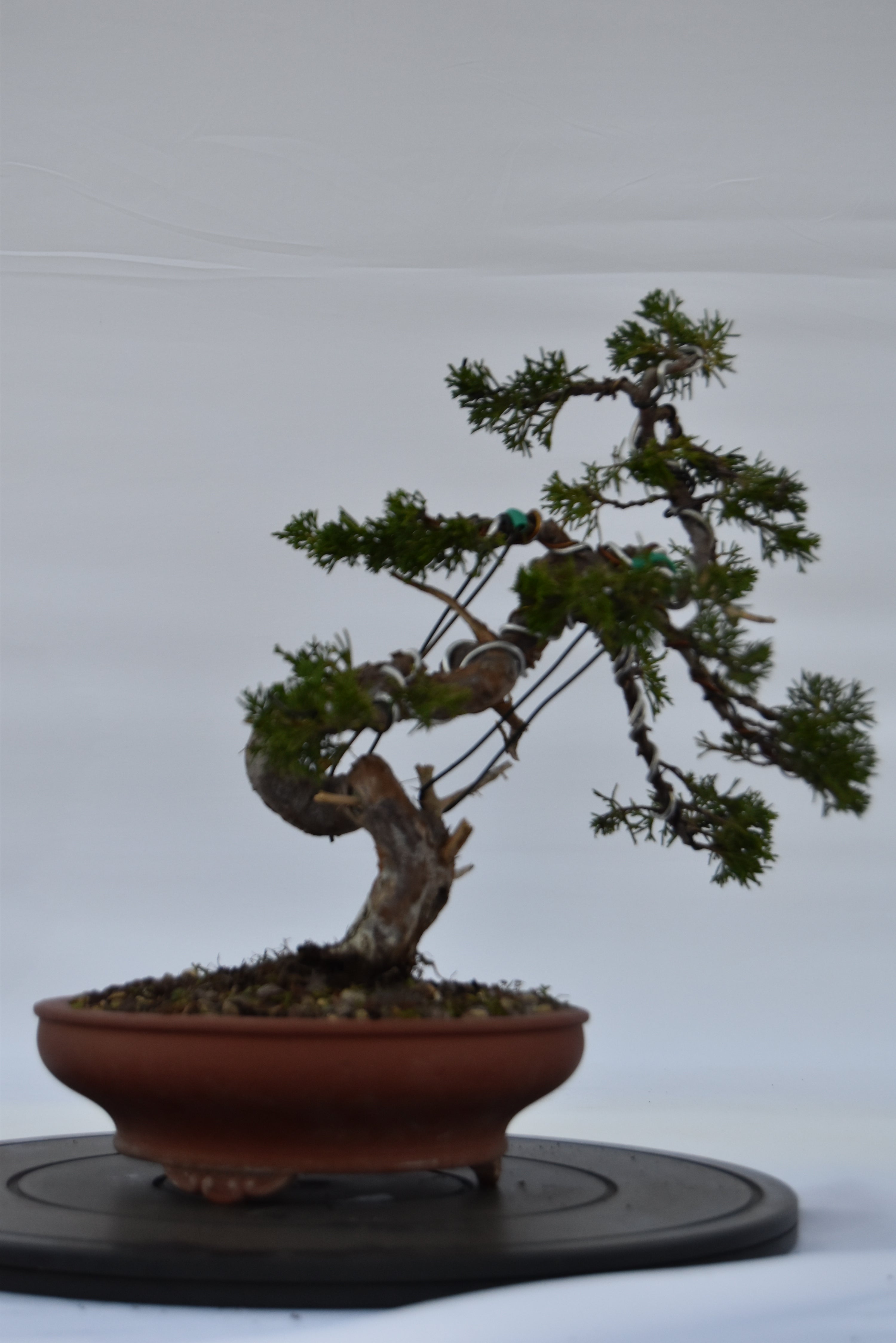 ginepro itoigawa tronco movimentato €850| la gemma del bonsai