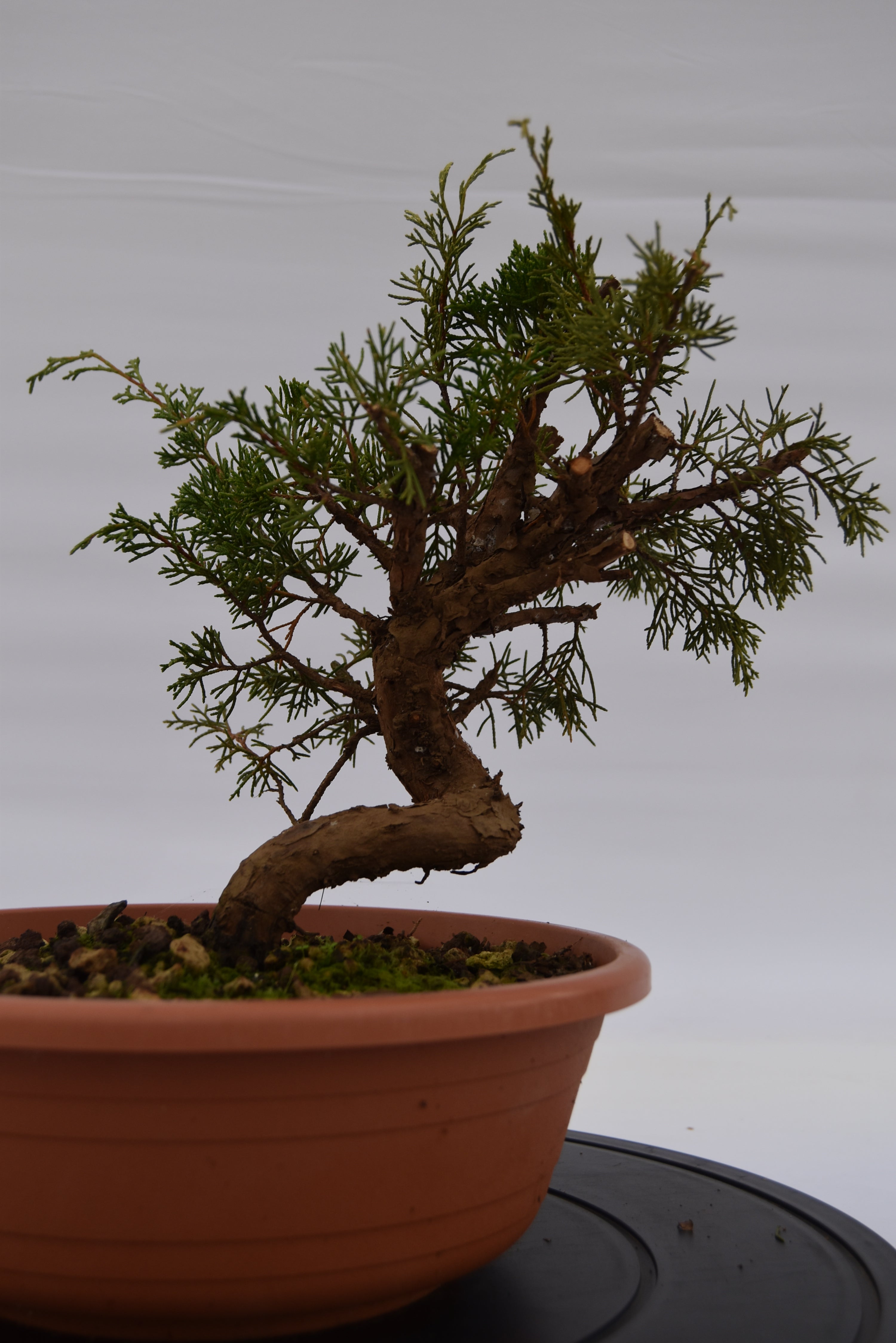 Ginepro Itoigawa € 50 | La Gemma del bonsai.