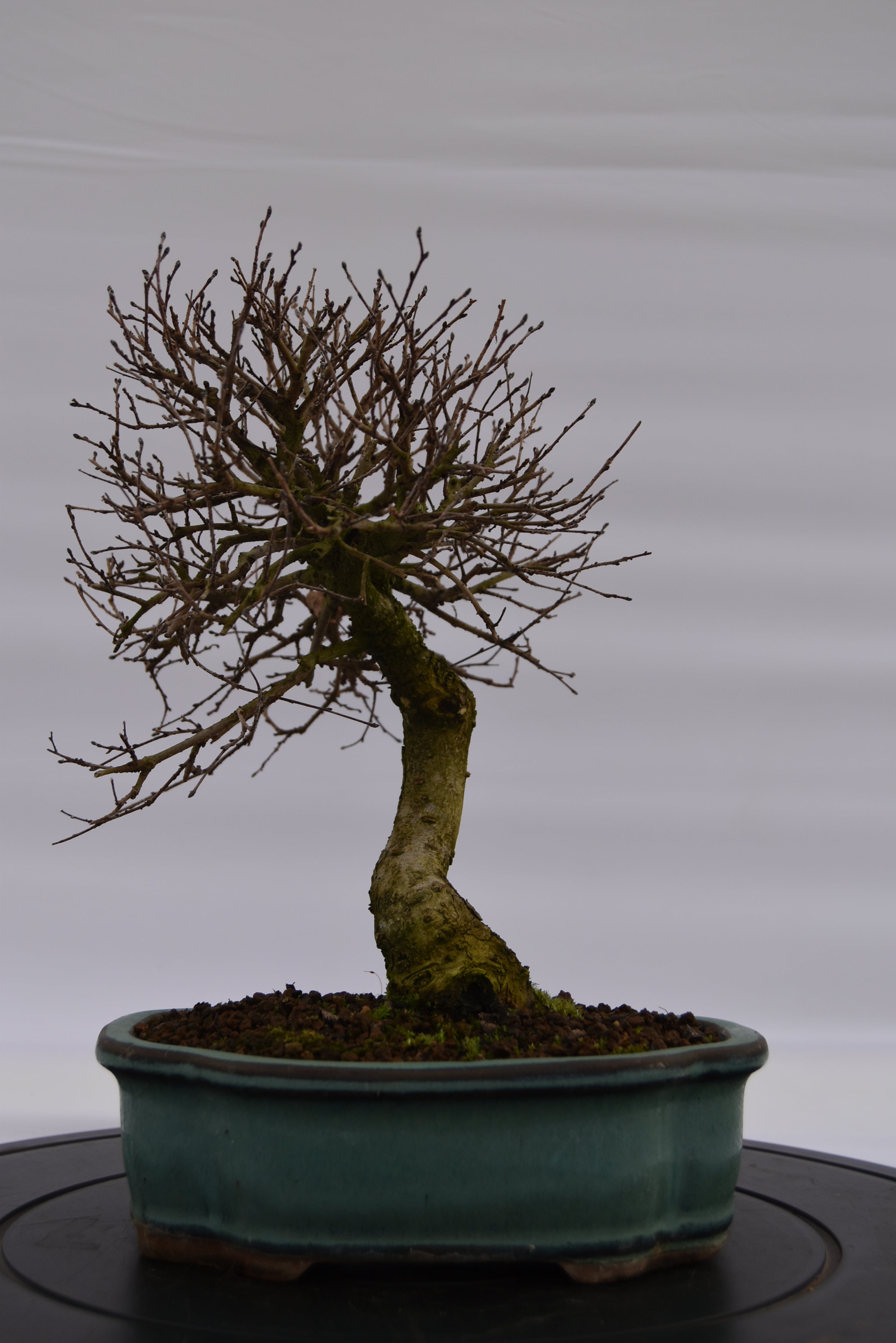 Olmo Campestre € 180 | La Gemma del bonsai