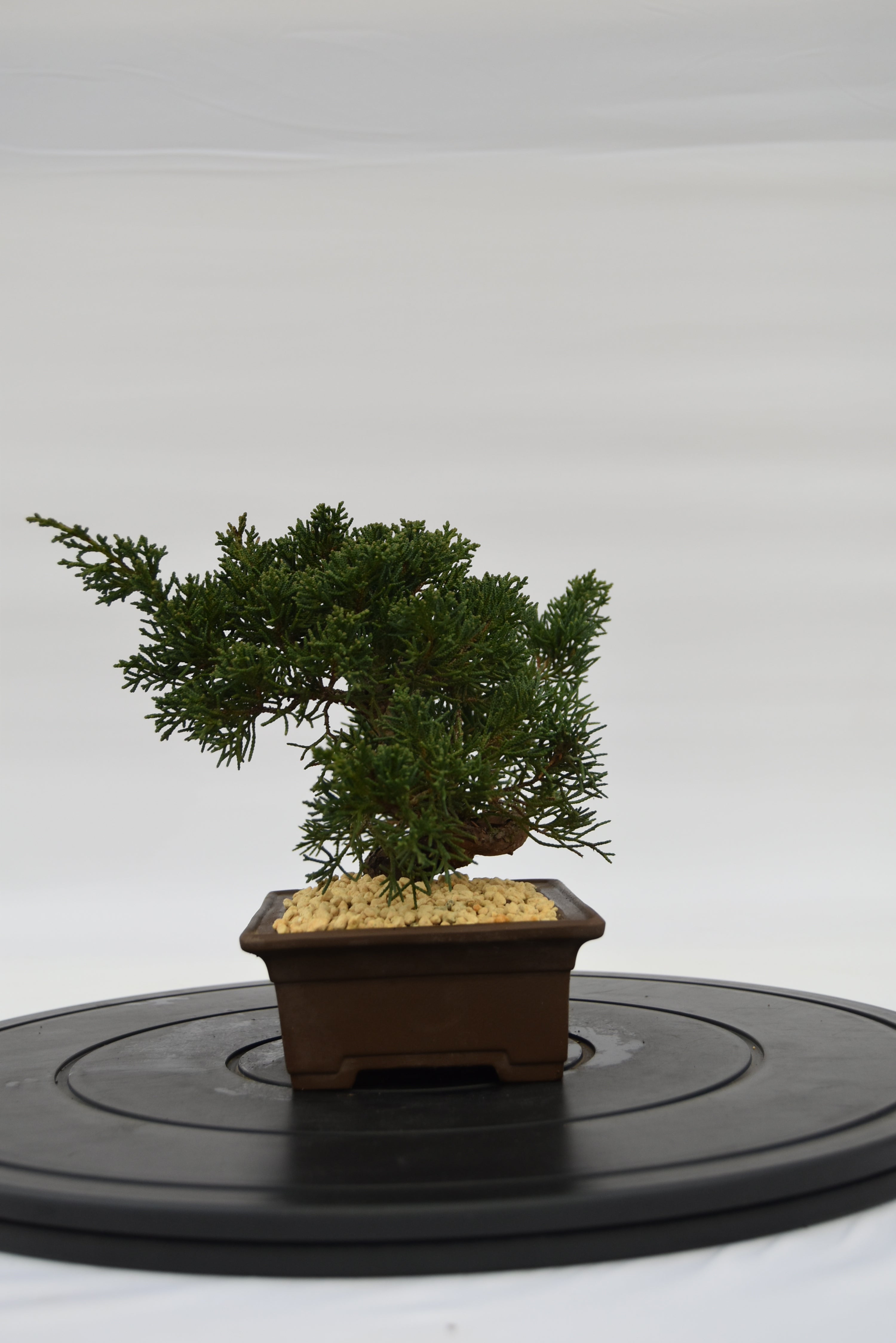 Ginepro Kishu € 140 | La Gemma del bonsai
