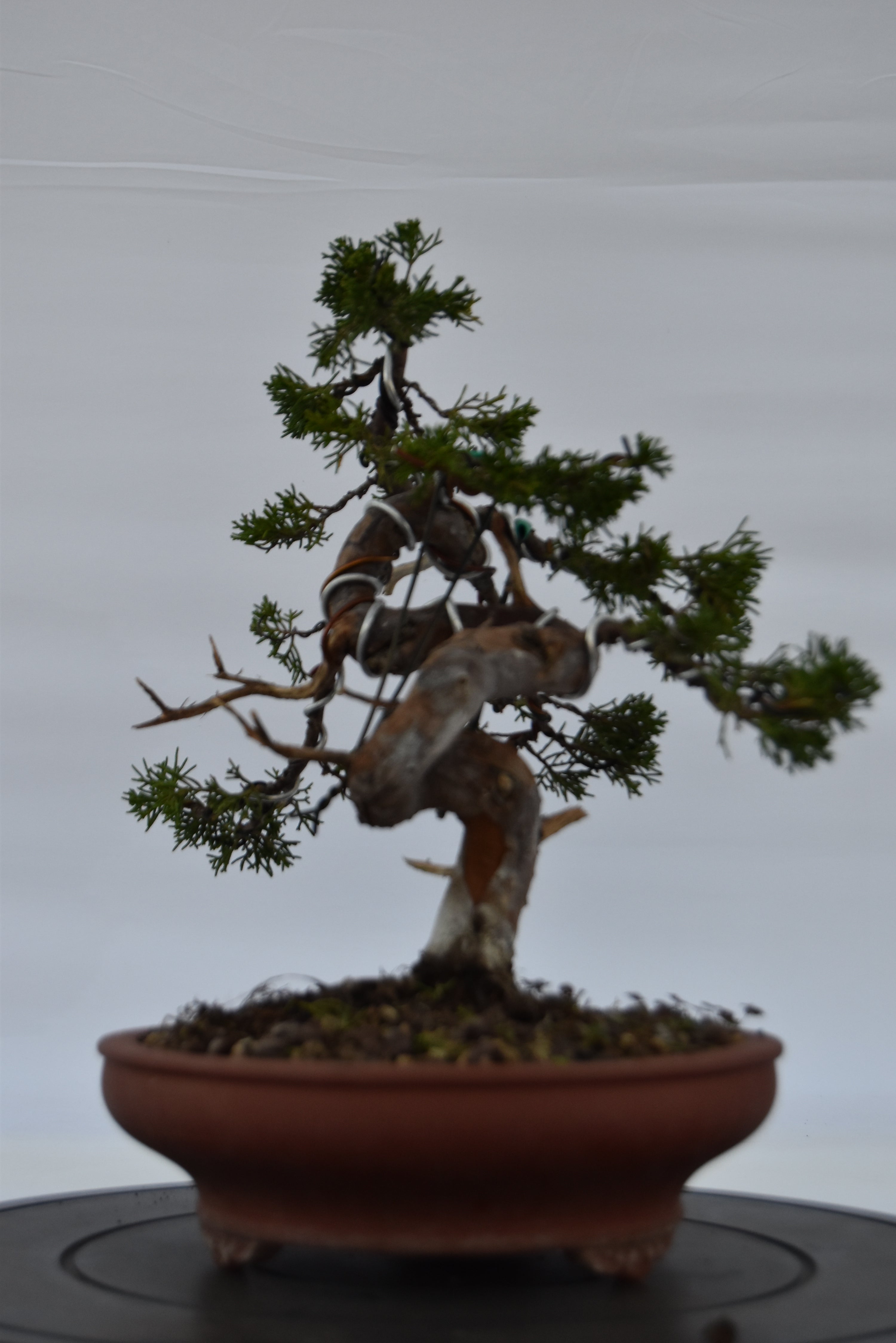 ginepro itoigawa tronco movimentato €850| la gemma del bonsai