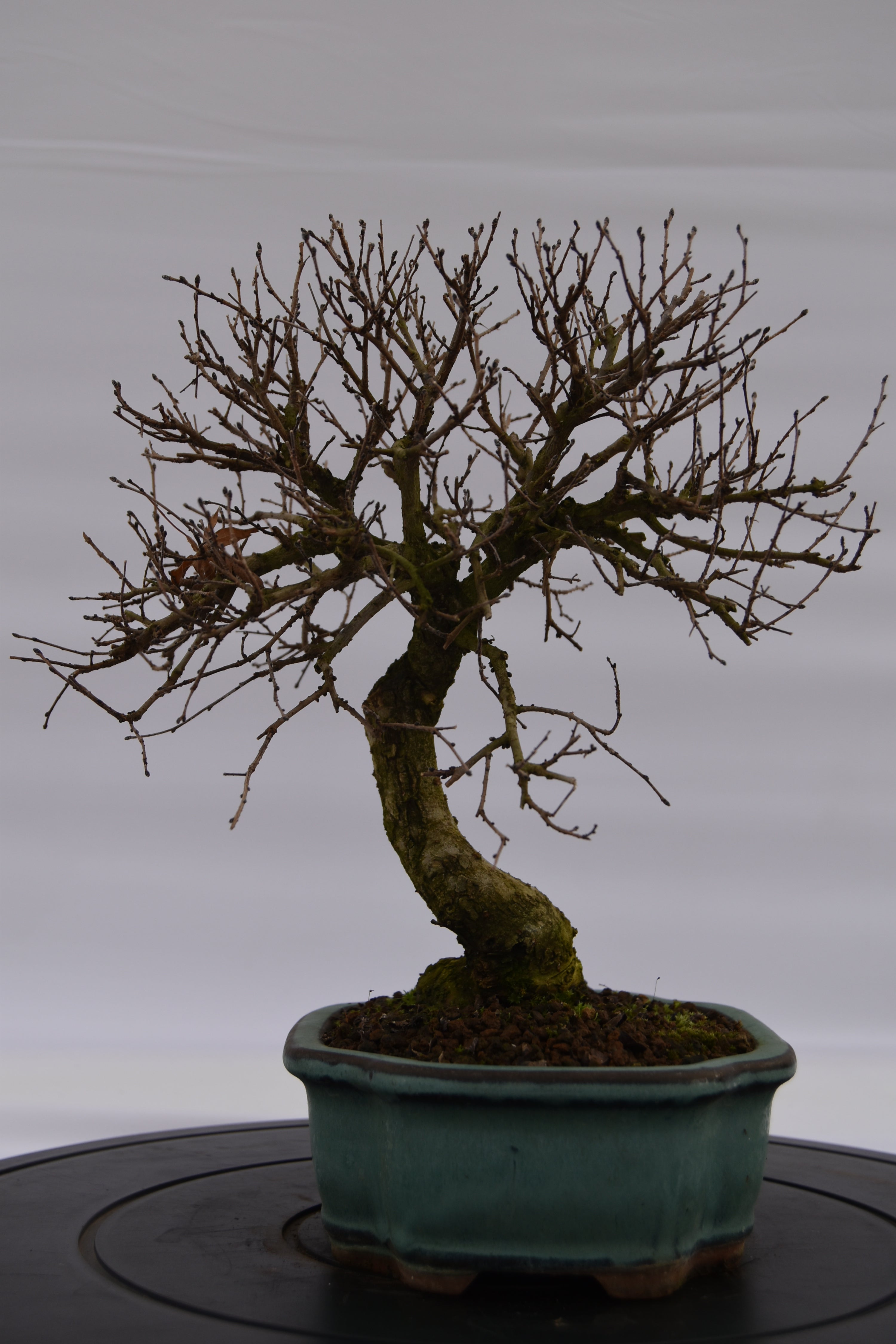 Olmo Campestre € 180 | La Gemma del bonsai
