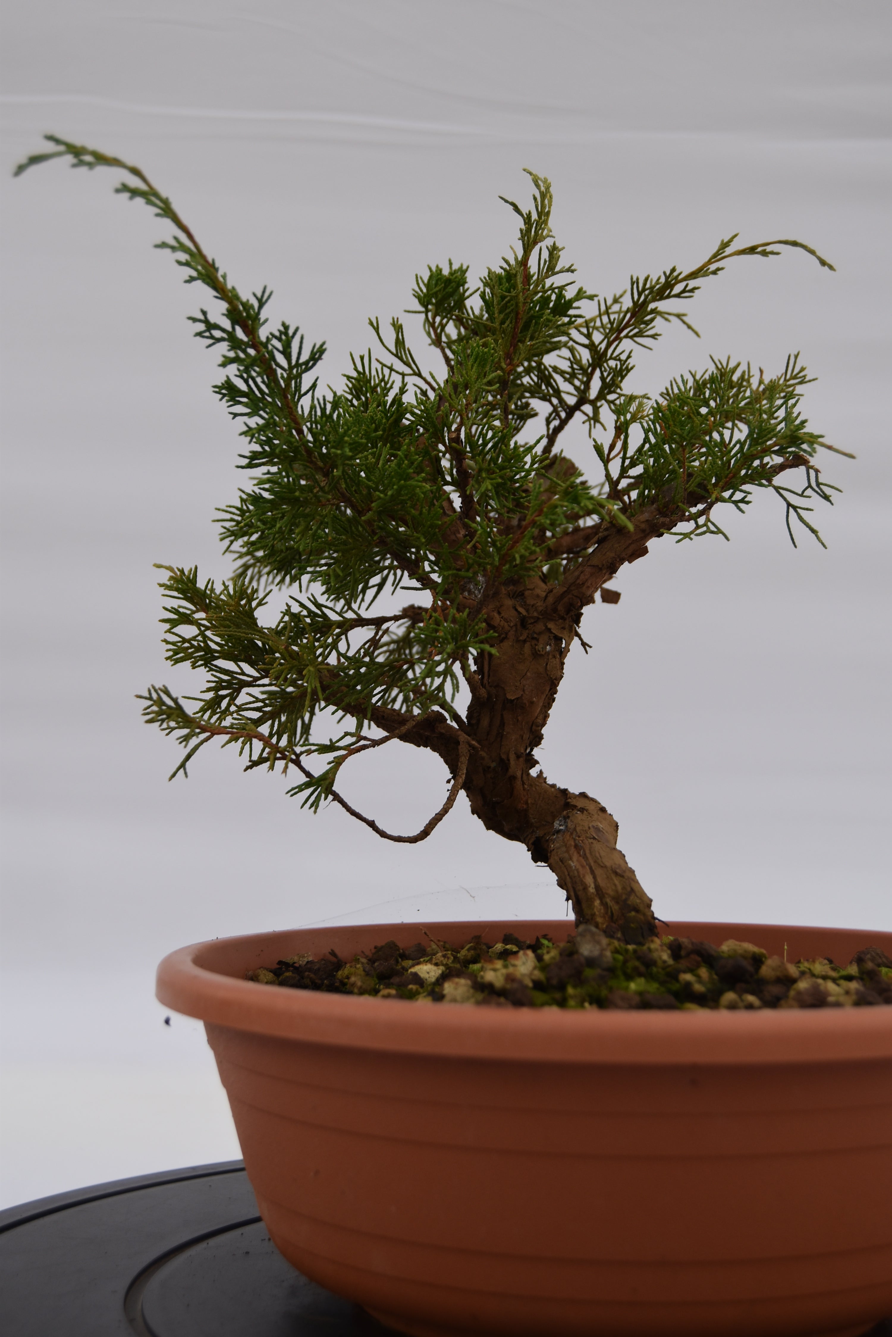 Ginepro Itoigawa € 50 | La Gemma del bonsai.