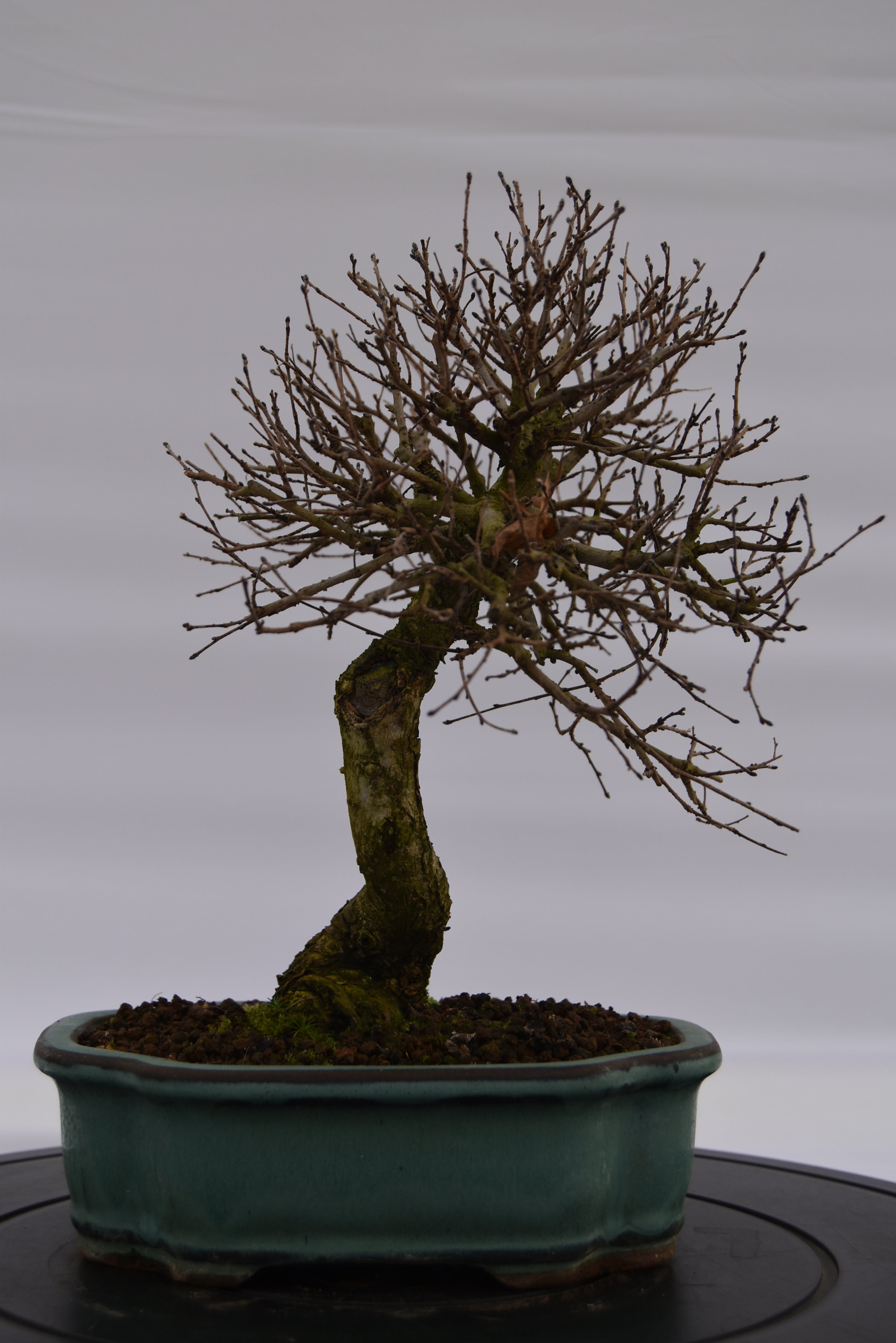 Olmo Campestre € 180 | La Gemma del bonsai