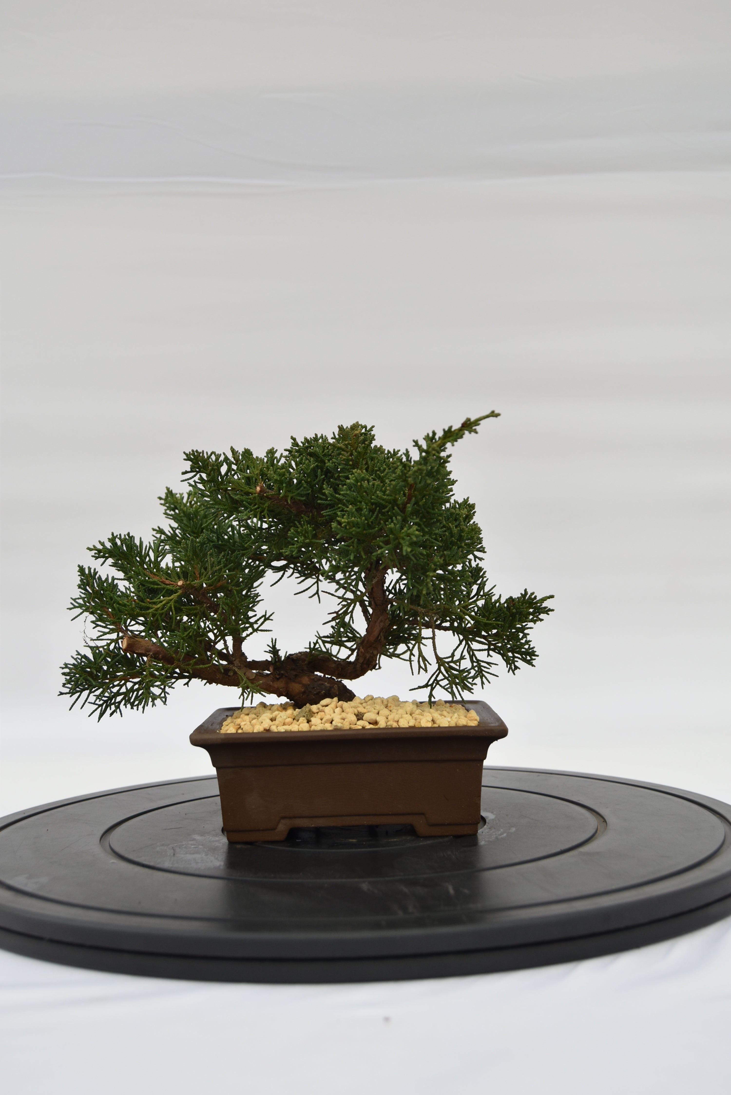 Ginepro Kishu € 140 | La Gemma del bonsai