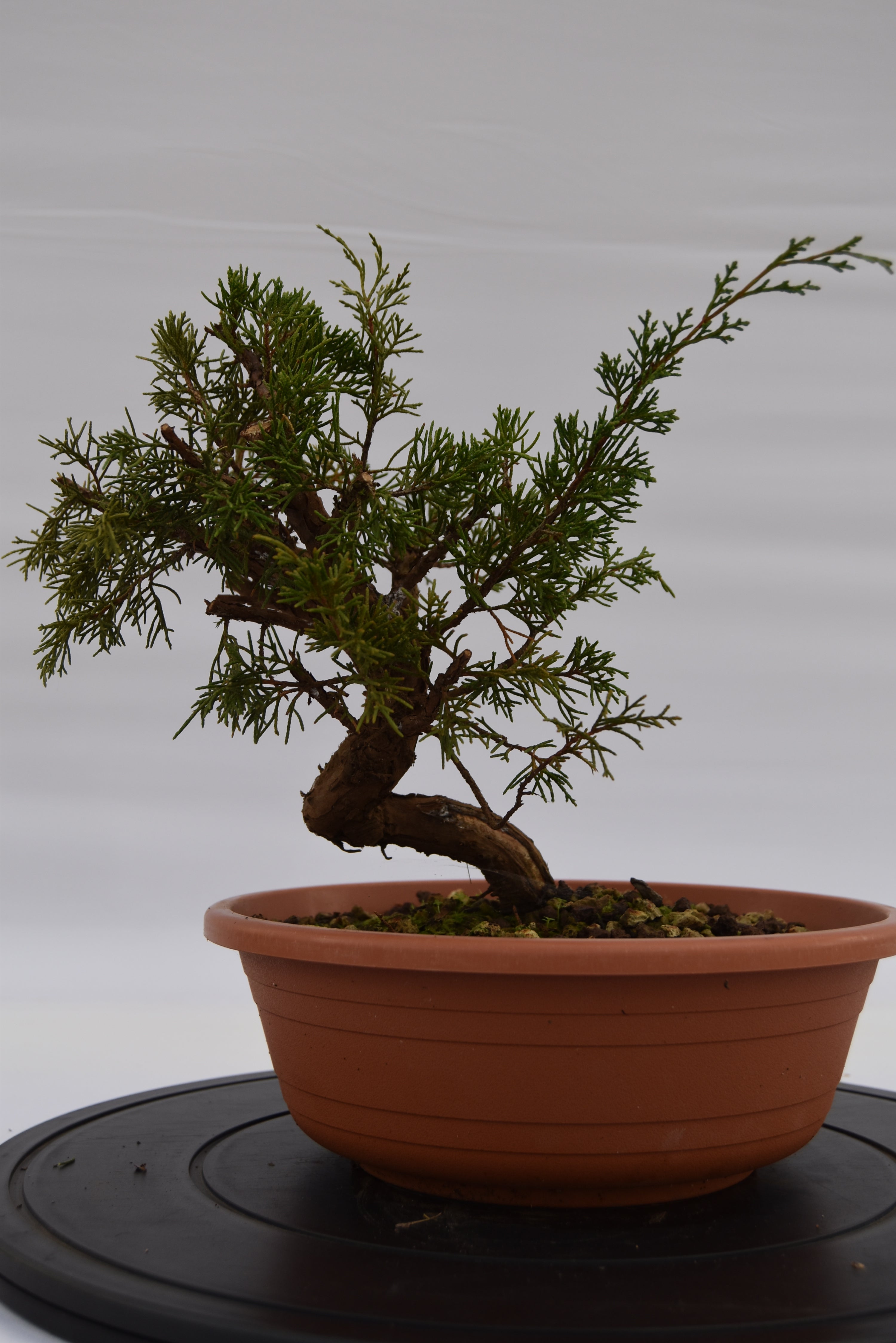 Ginepro Itoigawa € 50 | La Gemma del bonsai.