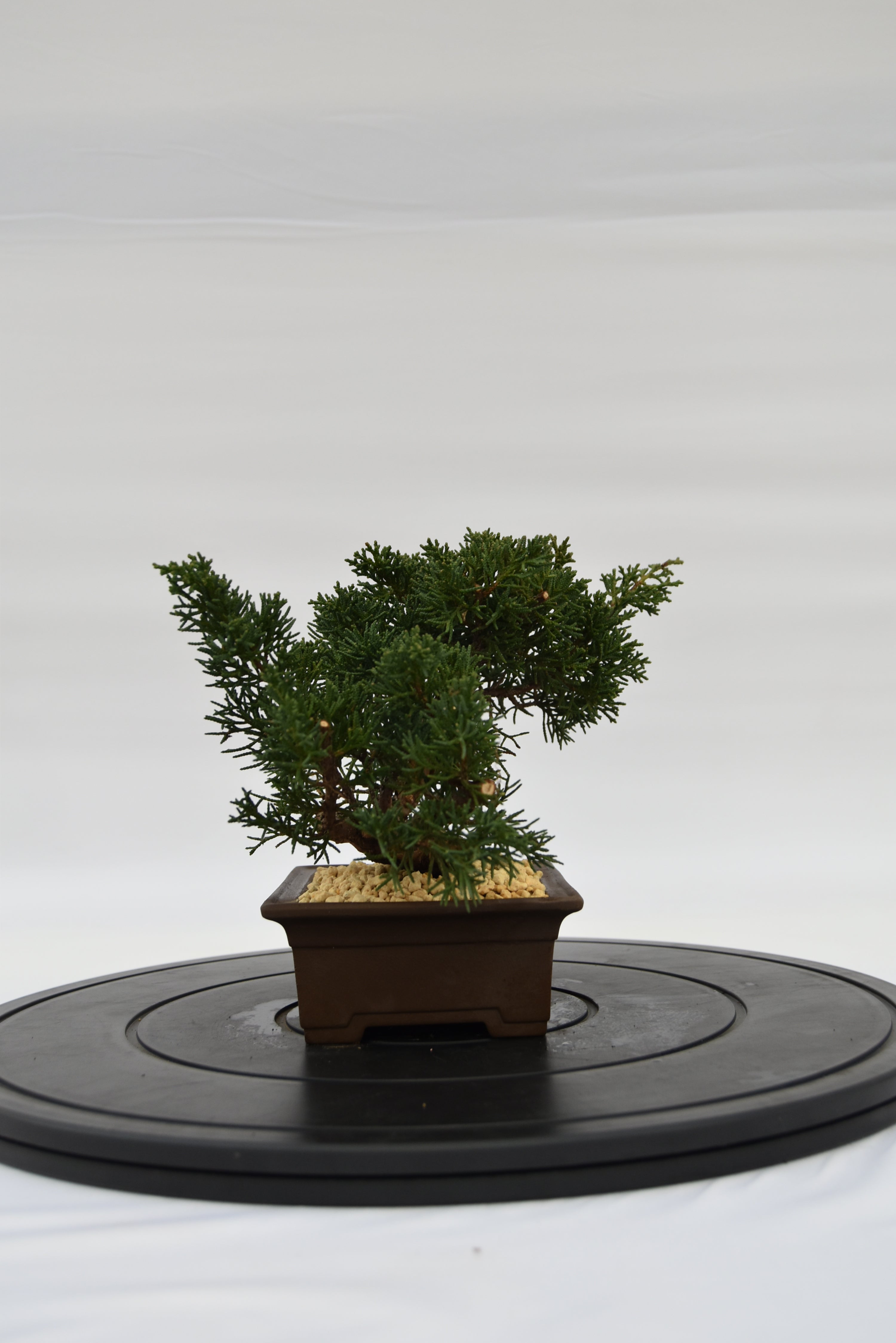 Ginepro Kishu € 140 | La Gemma del bonsai