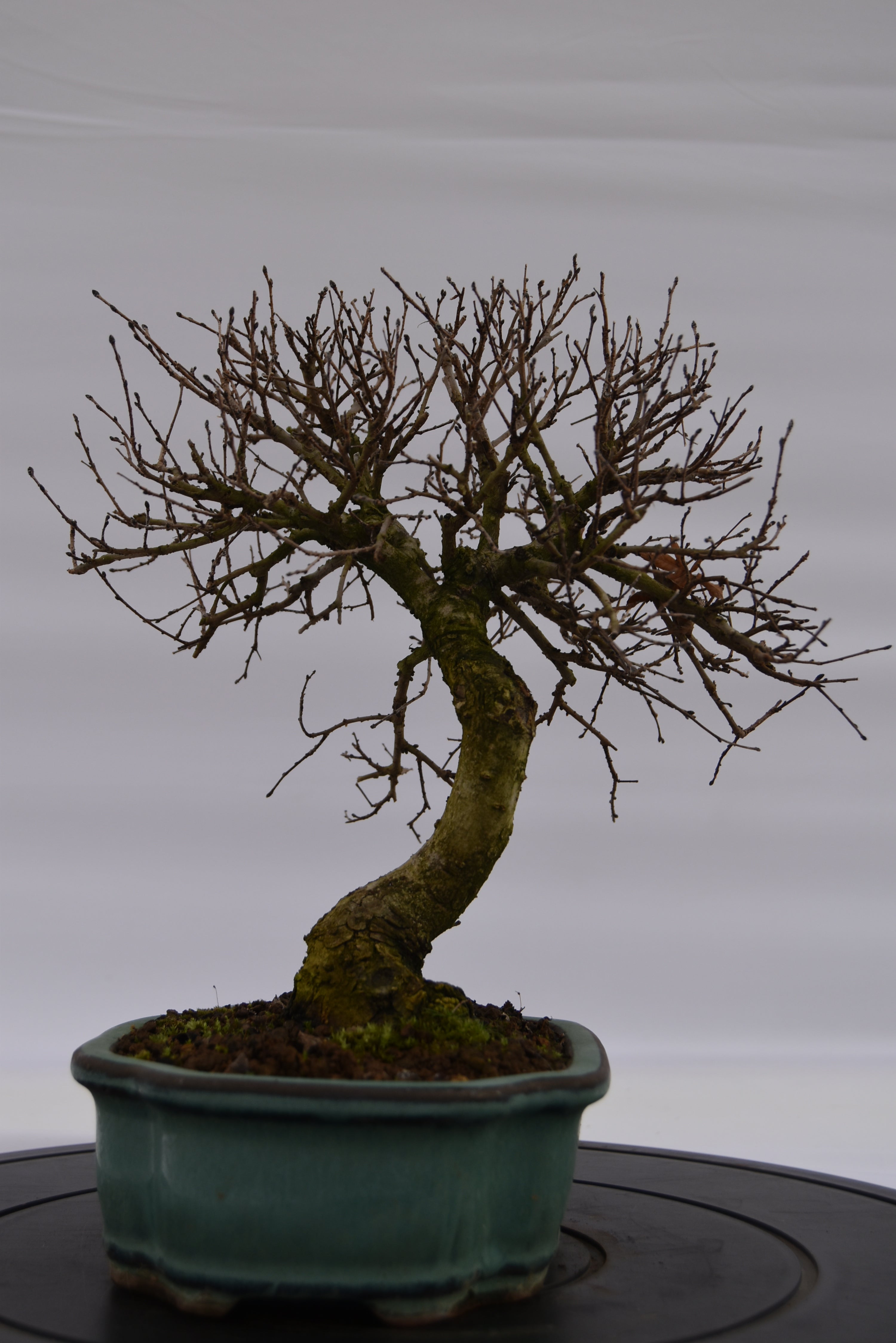 Olmo Campestre € 180 | La Gemma del bonsai