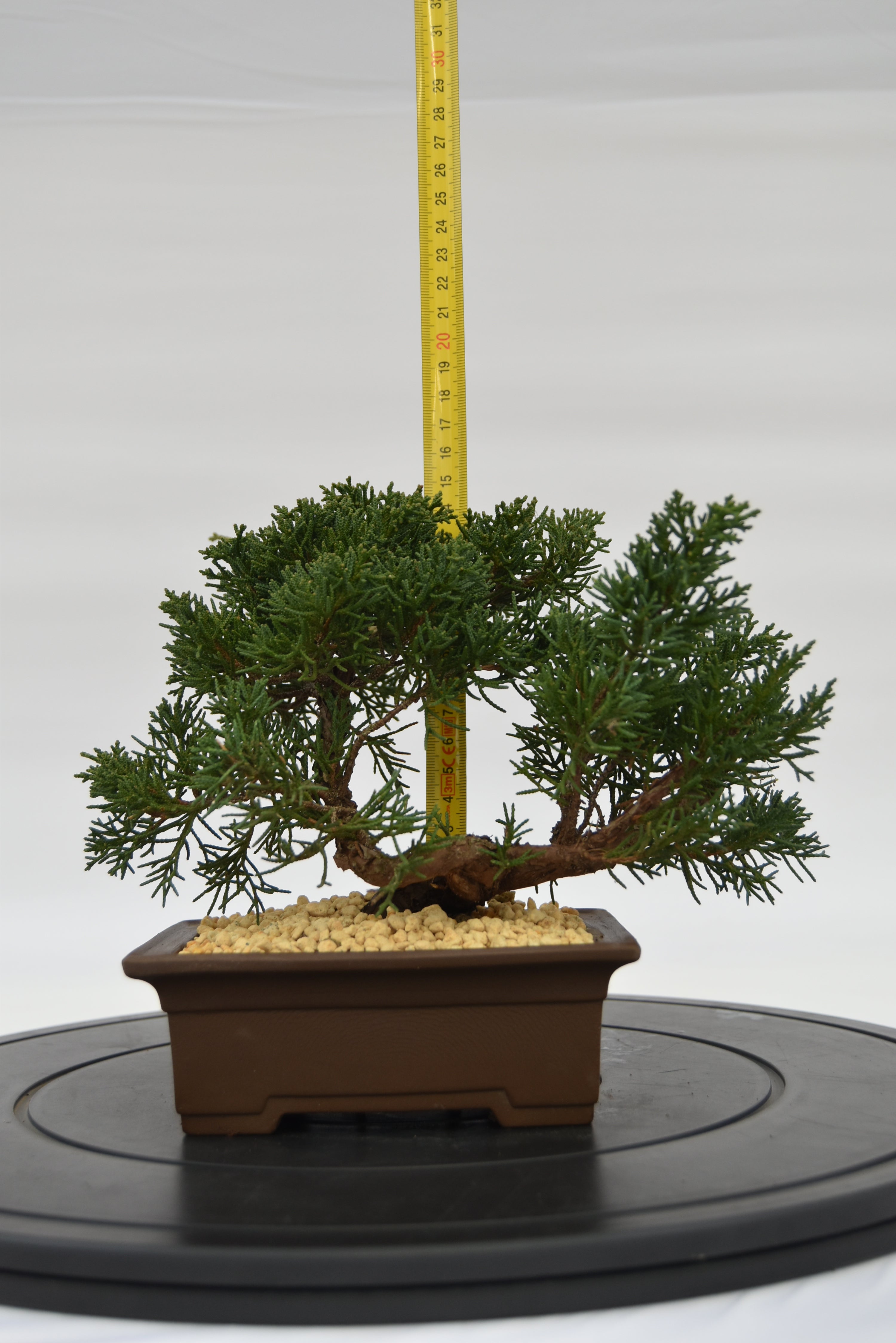 Ginepro Kishu € 140 | La Gemma del bonsai