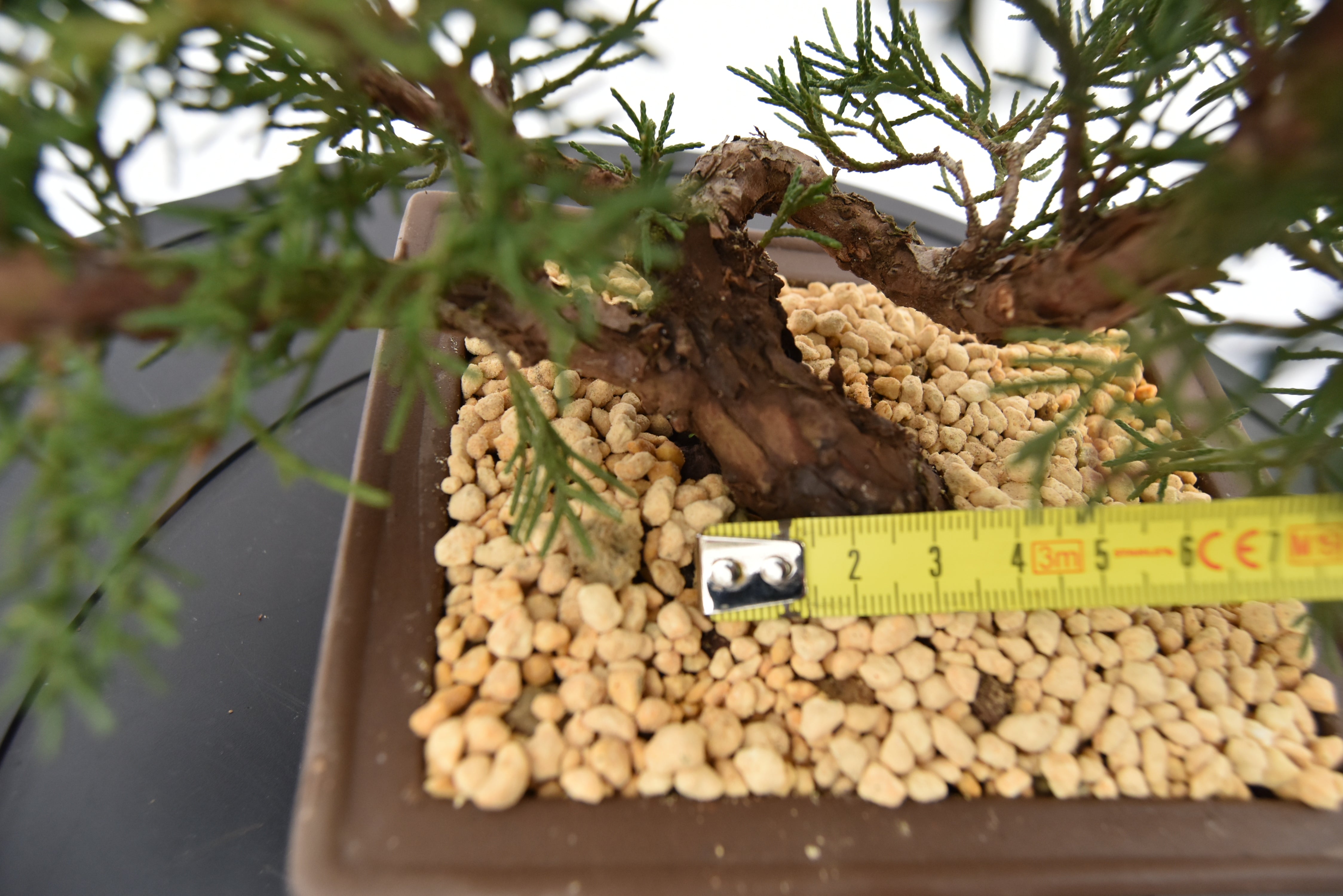 Ginepro Kishu € 140 | La Gemma del bonsai