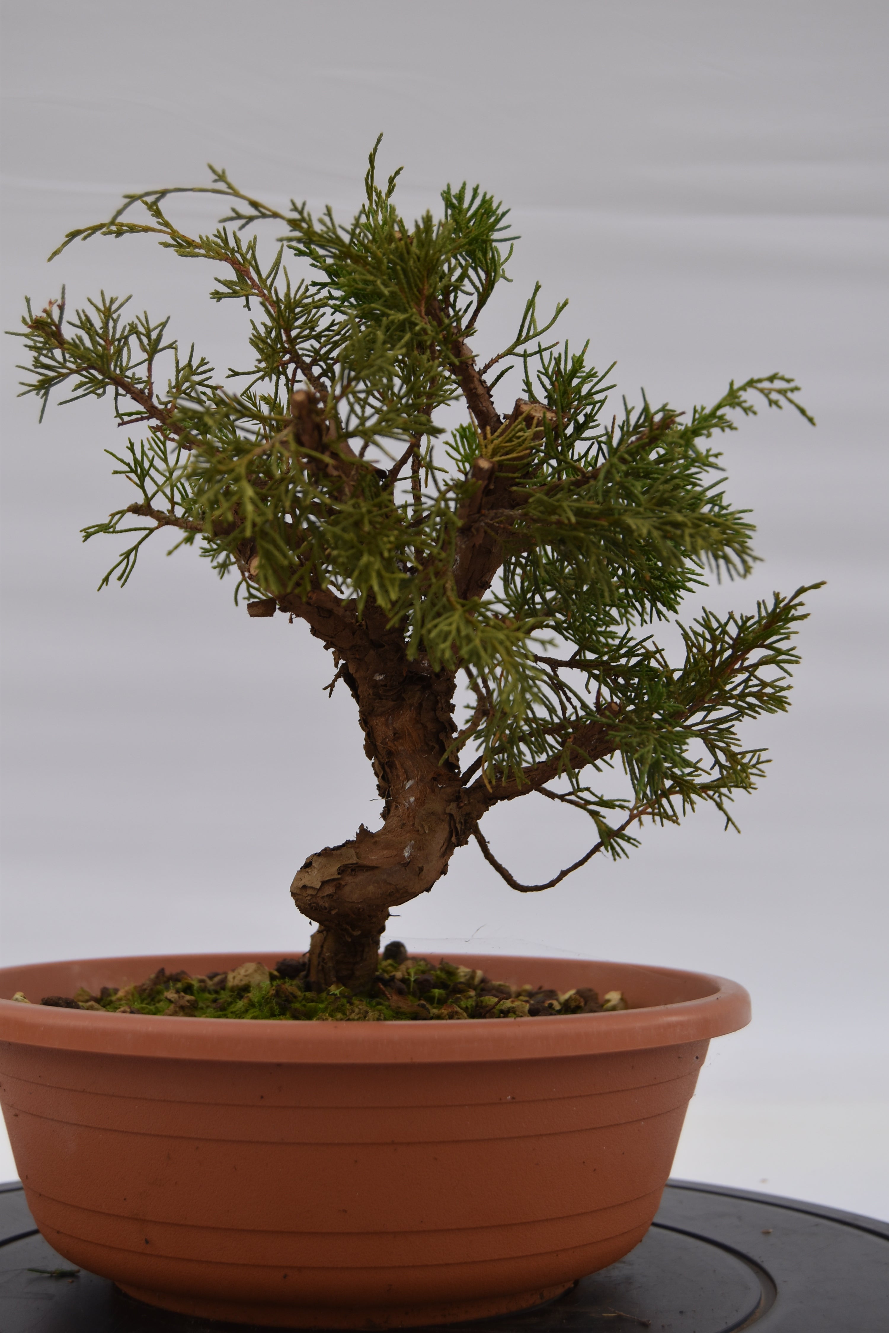 Ginepro Itoigawa € 50 | La Gemma del bonsai.