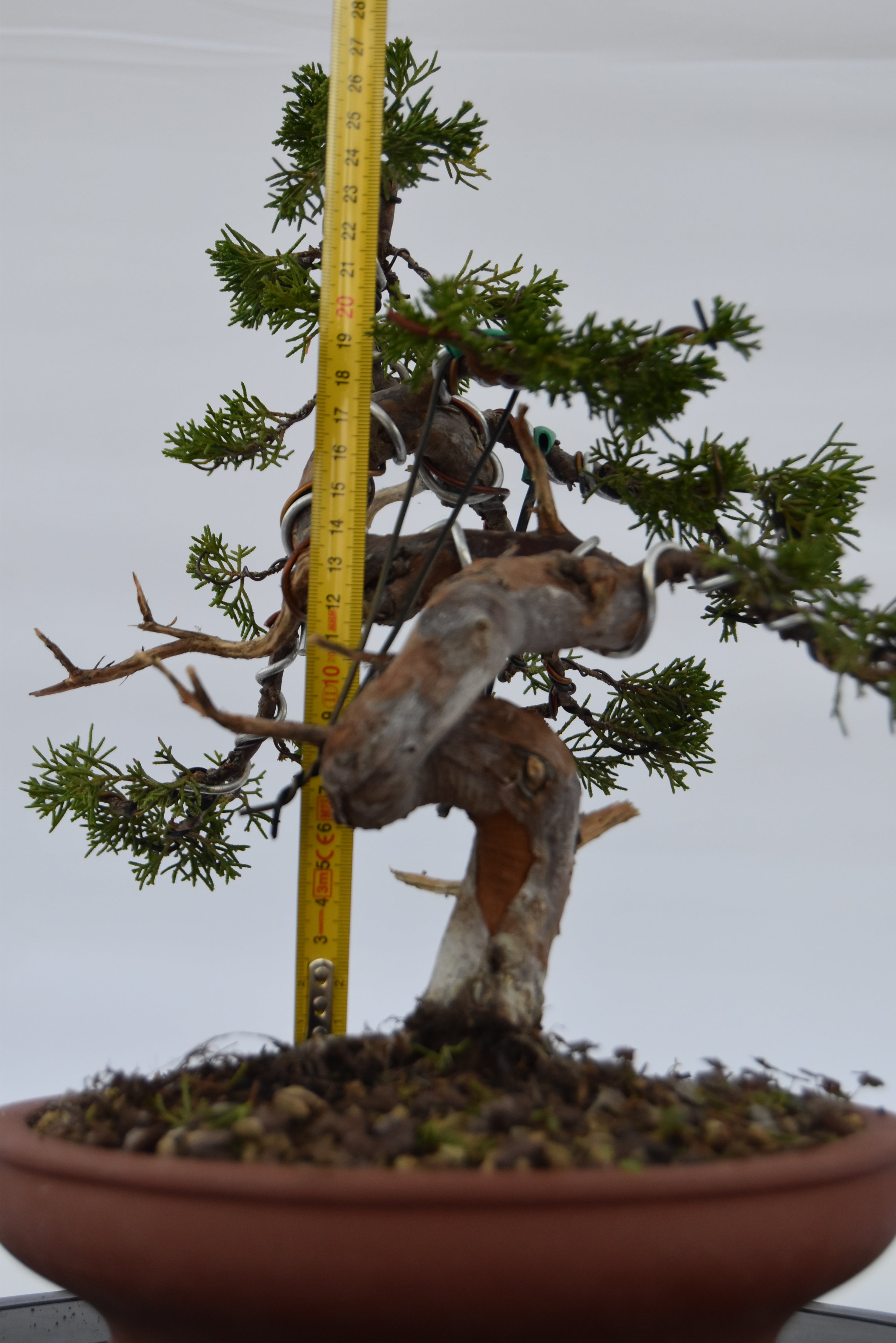 ginepro itoigawa tronco movimentato €850| la gemma del bonsai