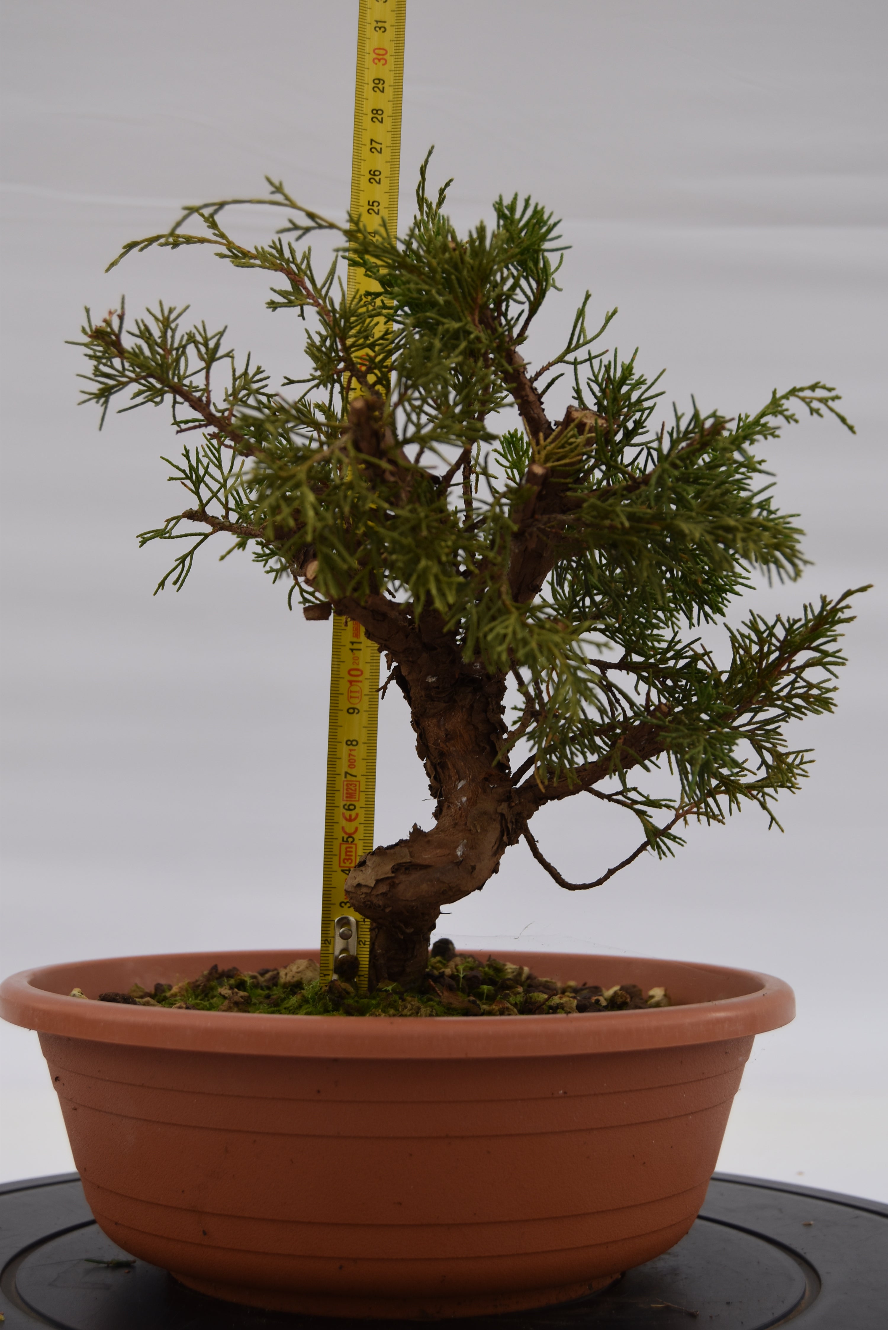 Ginepro Itoigawa € 50 | La Gemma del bonsai.