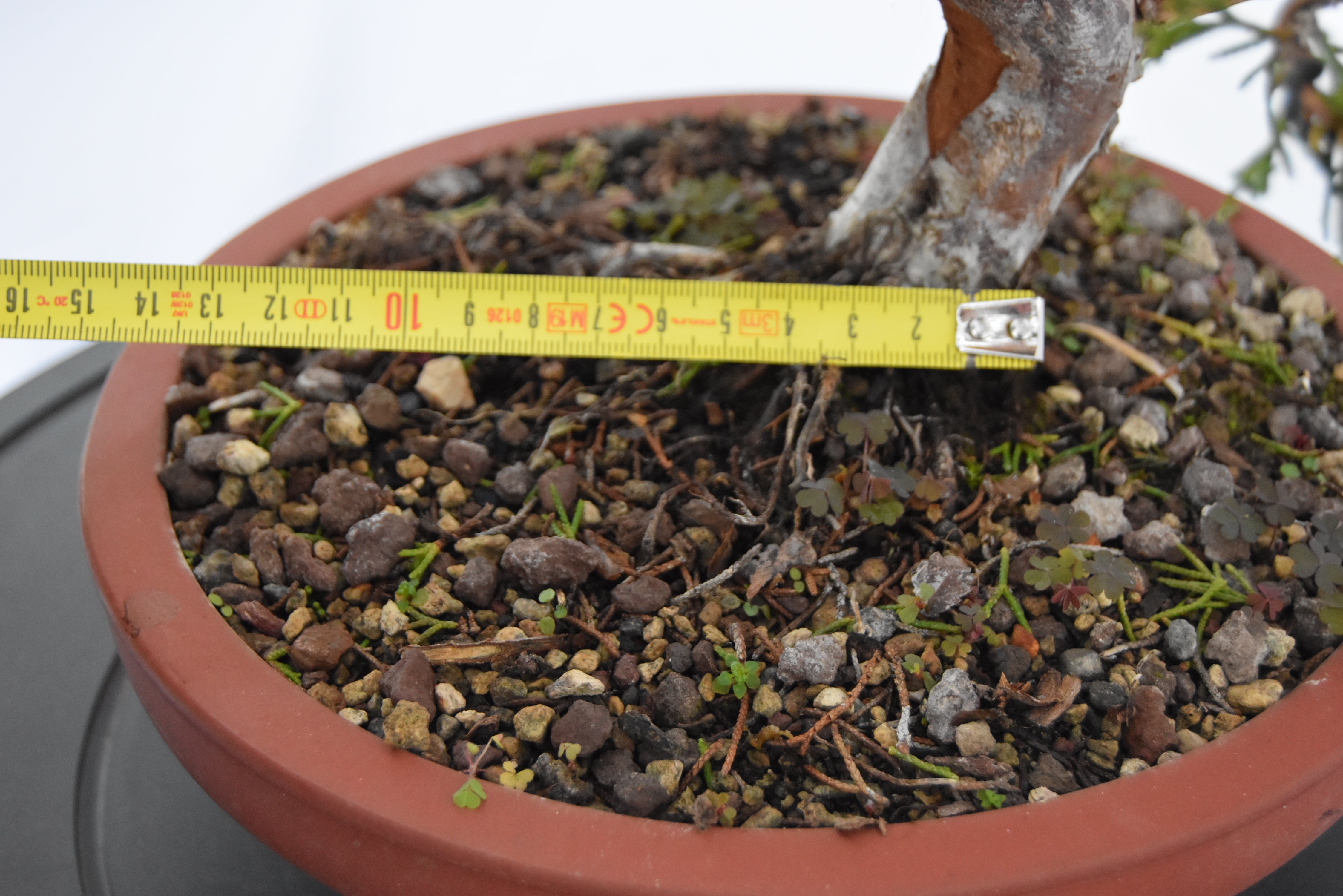 ginepro itoigawa tronco movimentato €850| la gemma del bonsai