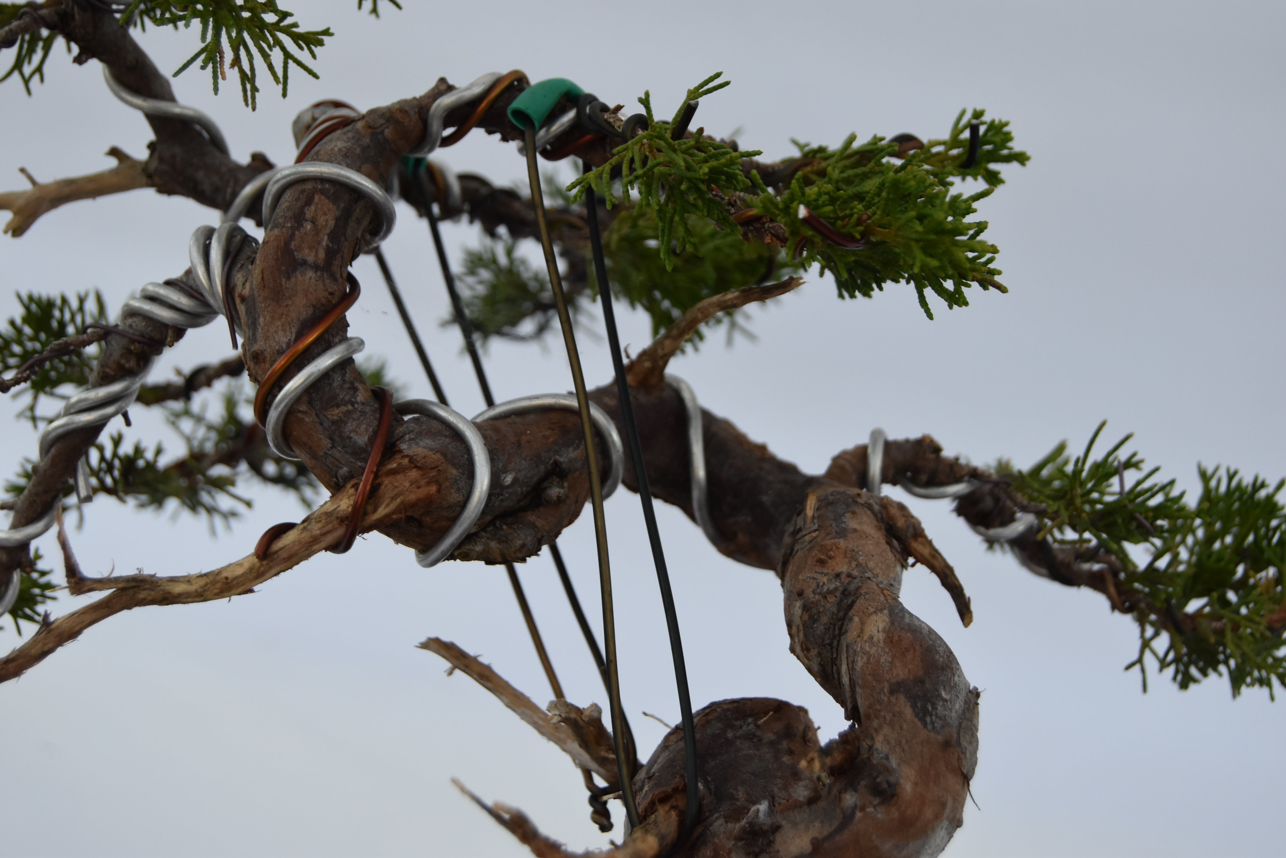 ginepro itoigawa tronco movimentato €850| la gemma del bonsai