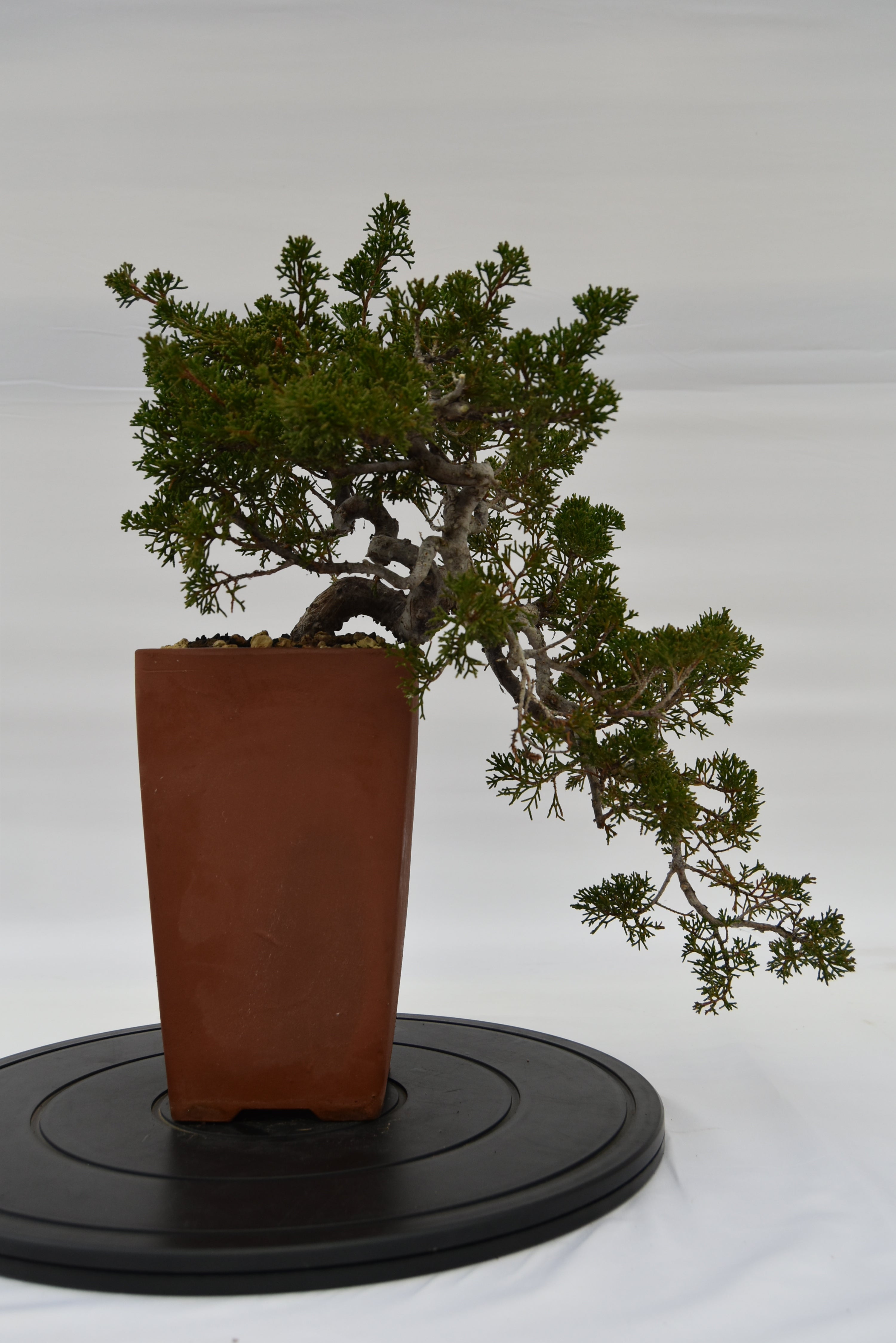 Ginepro Kishu € 750 | La Gemma del bonsai