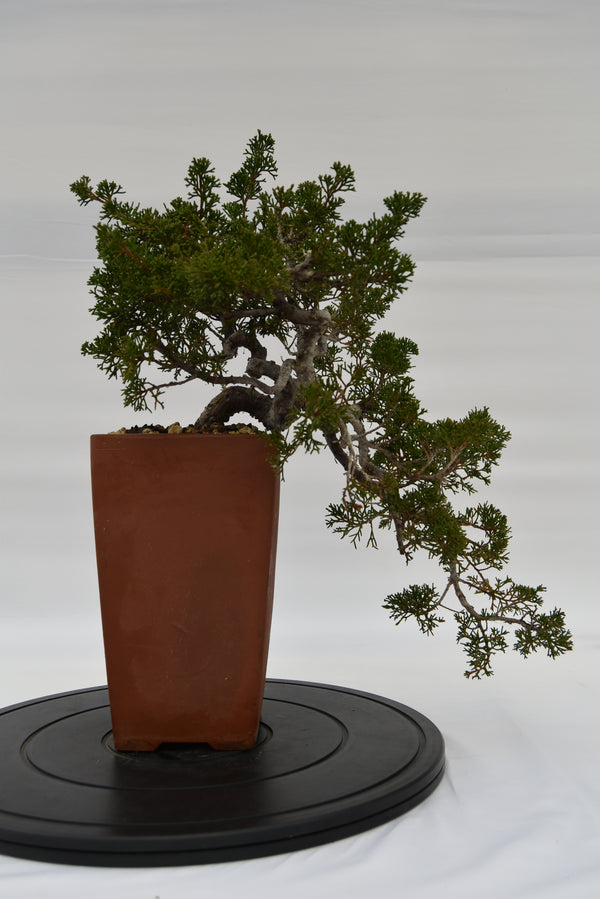 Ginepro Kishu € 750 | La Gemma del bonsai