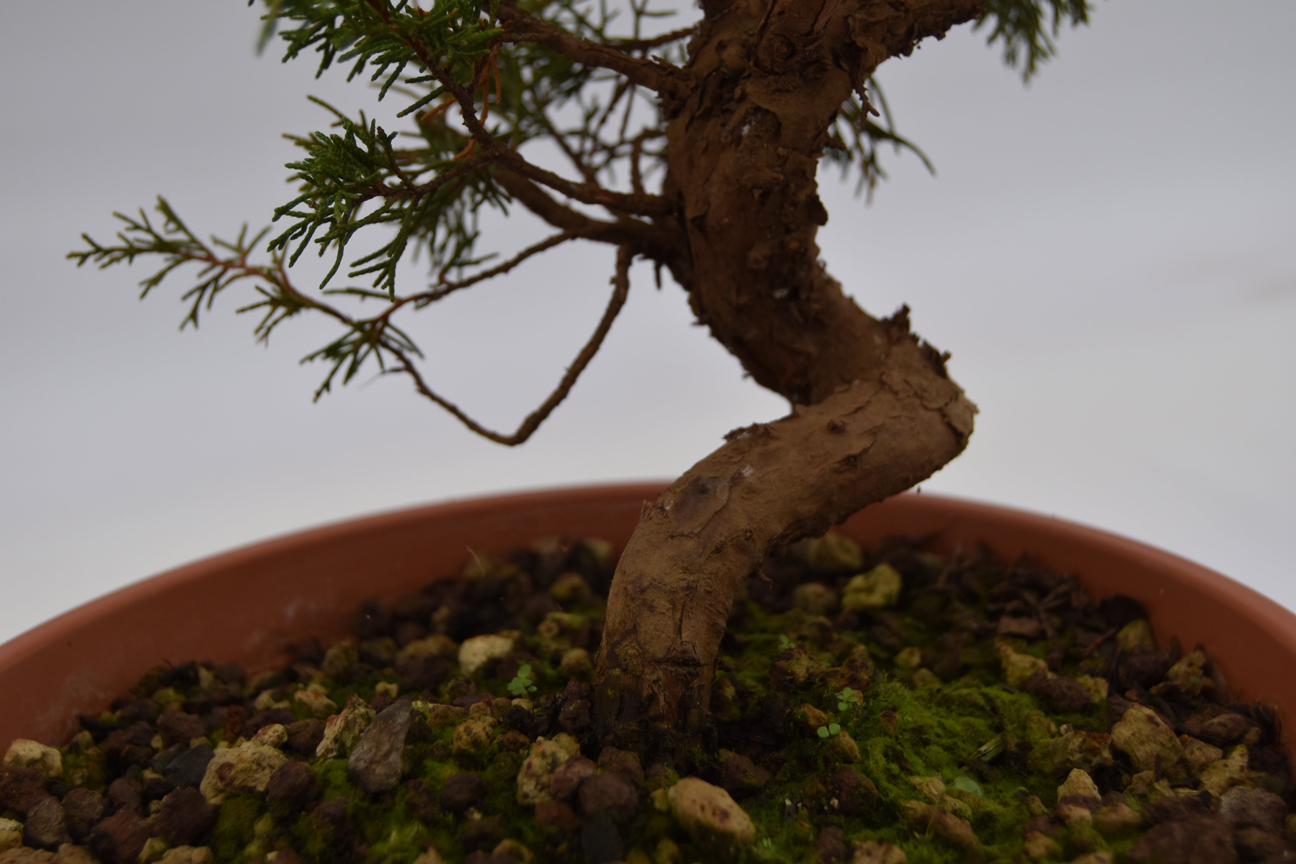 Ginepro Itoigawa € 50 | La Gemma del bonsai.