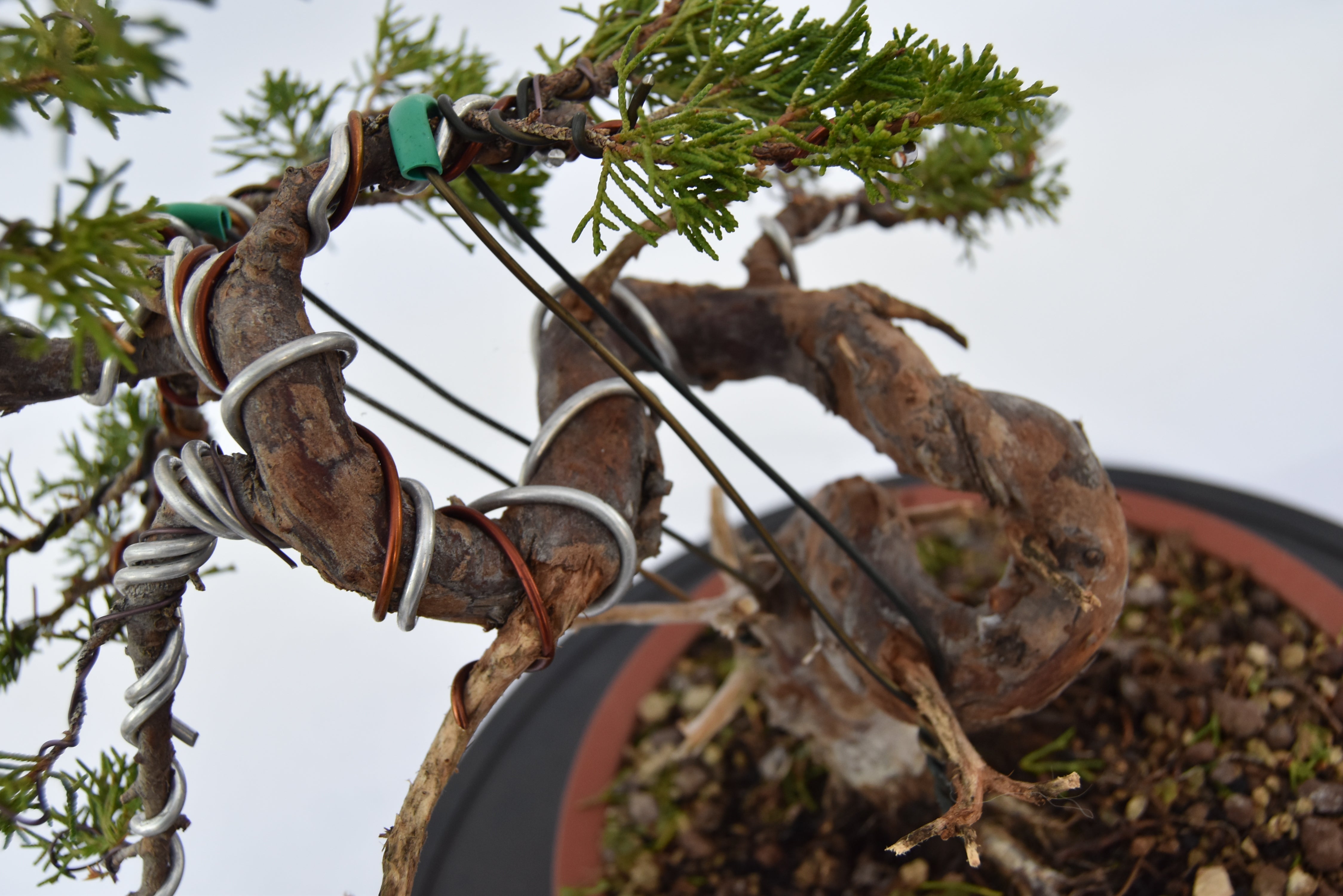ginepro itoigawa tronco movimentato €850| la gemma del bonsai