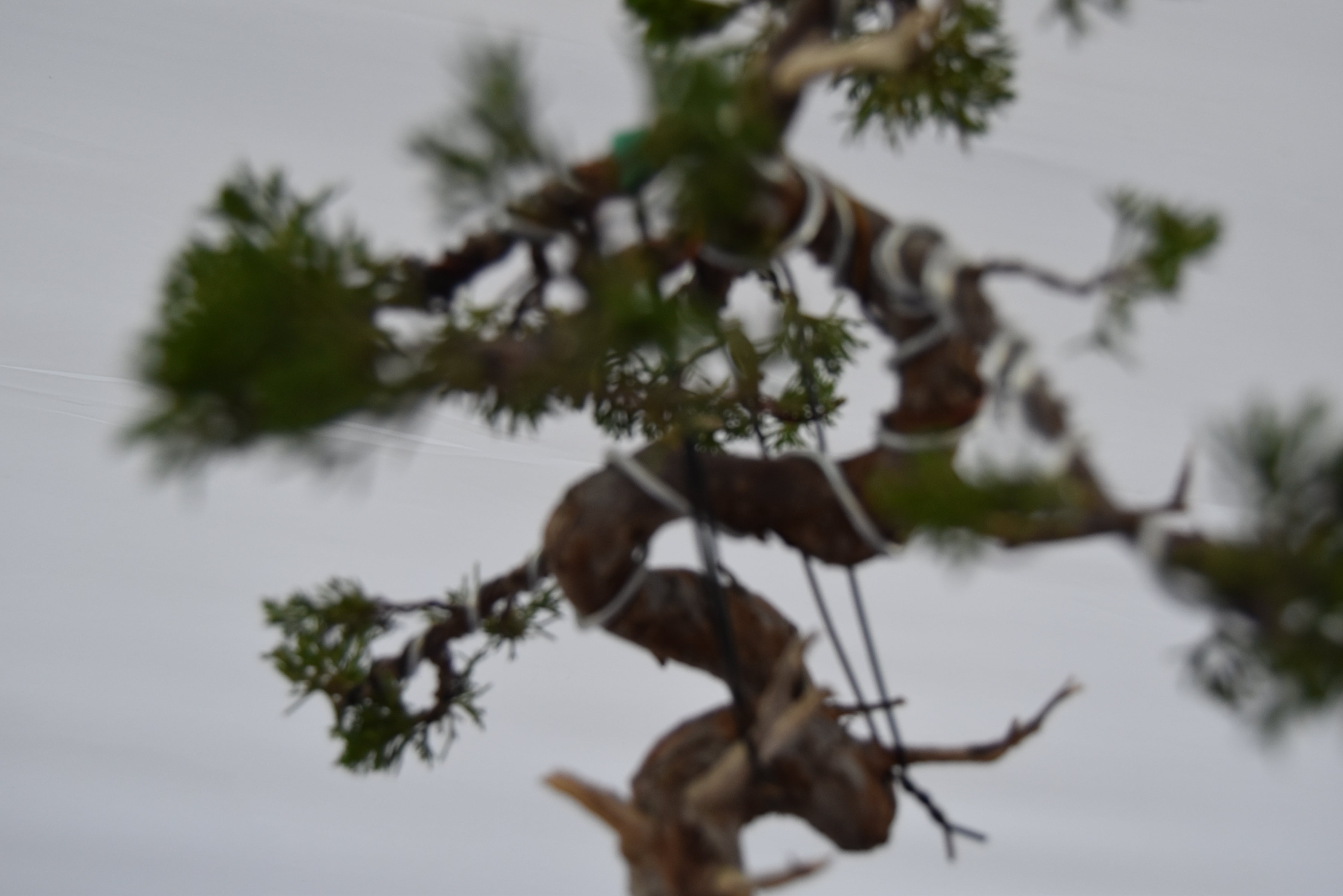 ginepro itoigawa tronco movimentato €850| la gemma del bonsai