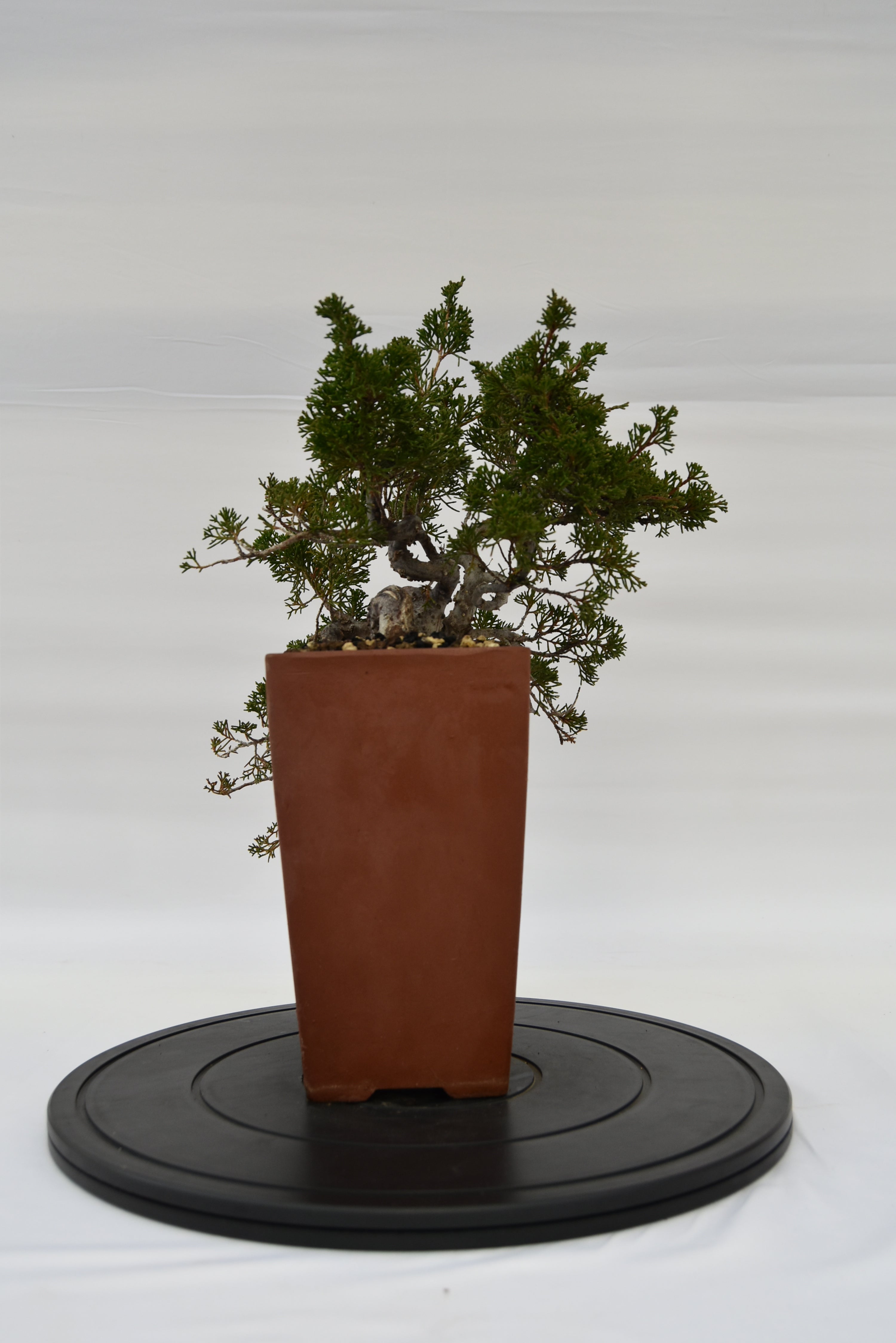 Ginepro Kishu € 750 | La Gemma del bonsai