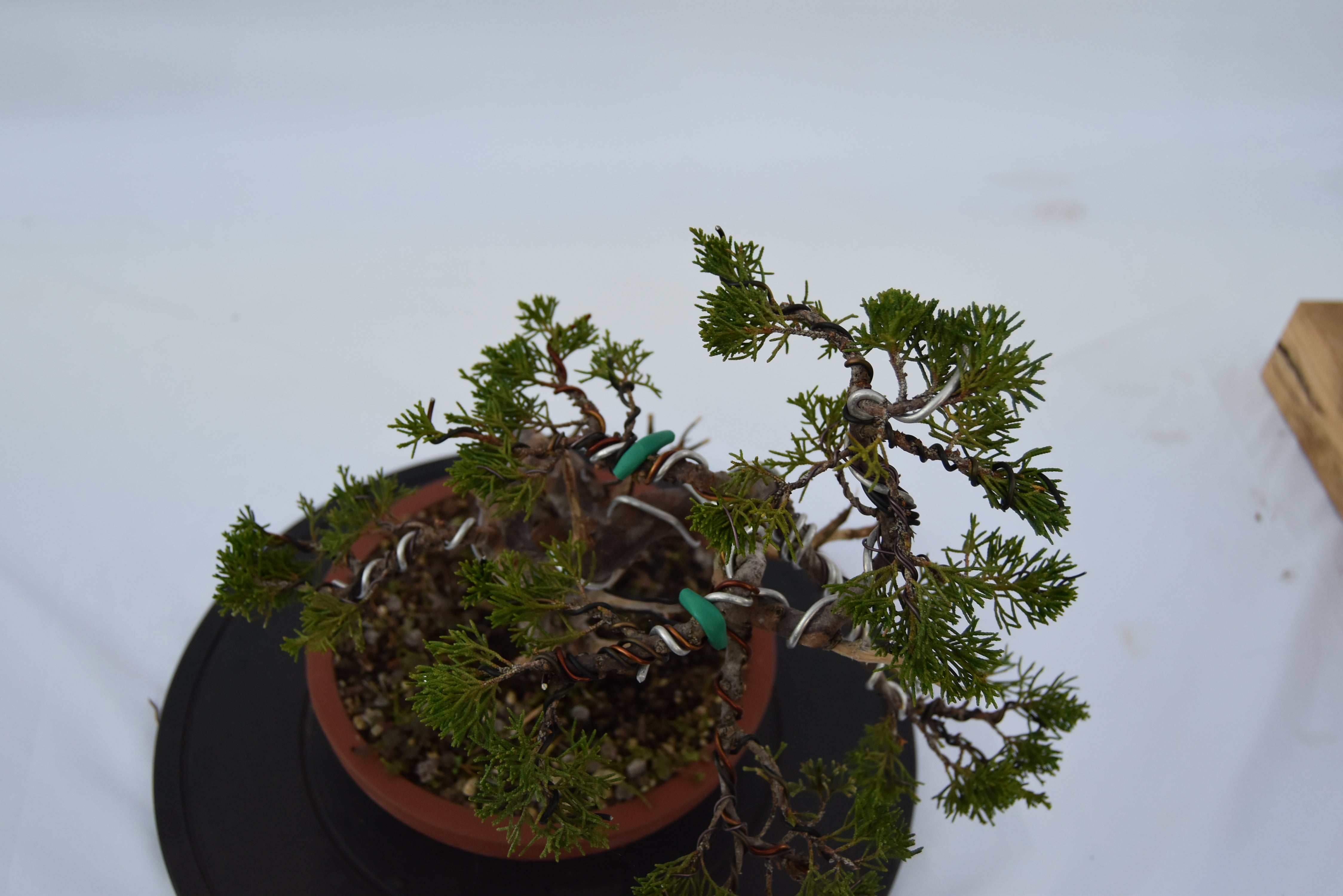 ginepro itoigawa tronco movimentato €850| la gemma del bonsai