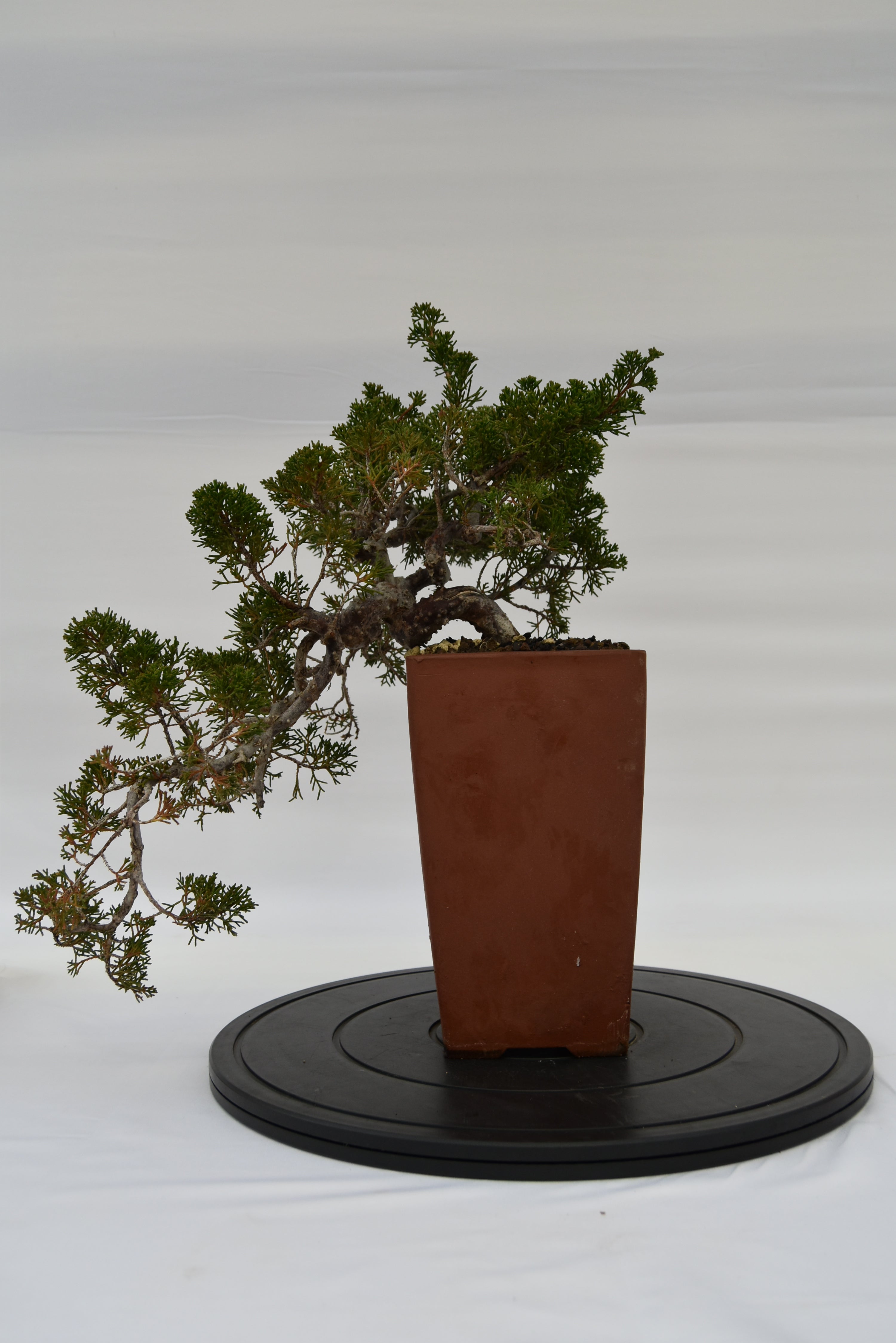 Ginepro Kishu € 750 | La Gemma del bonsai