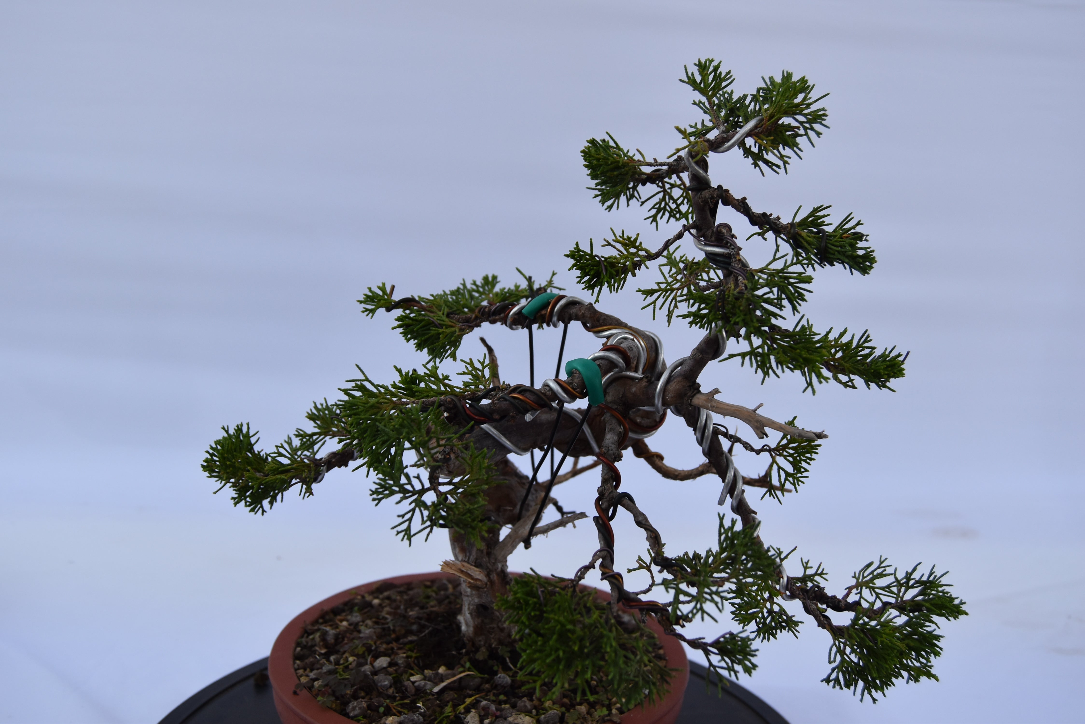 ginepro itoigawa tronco movimentato €850| la gemma del bonsai
