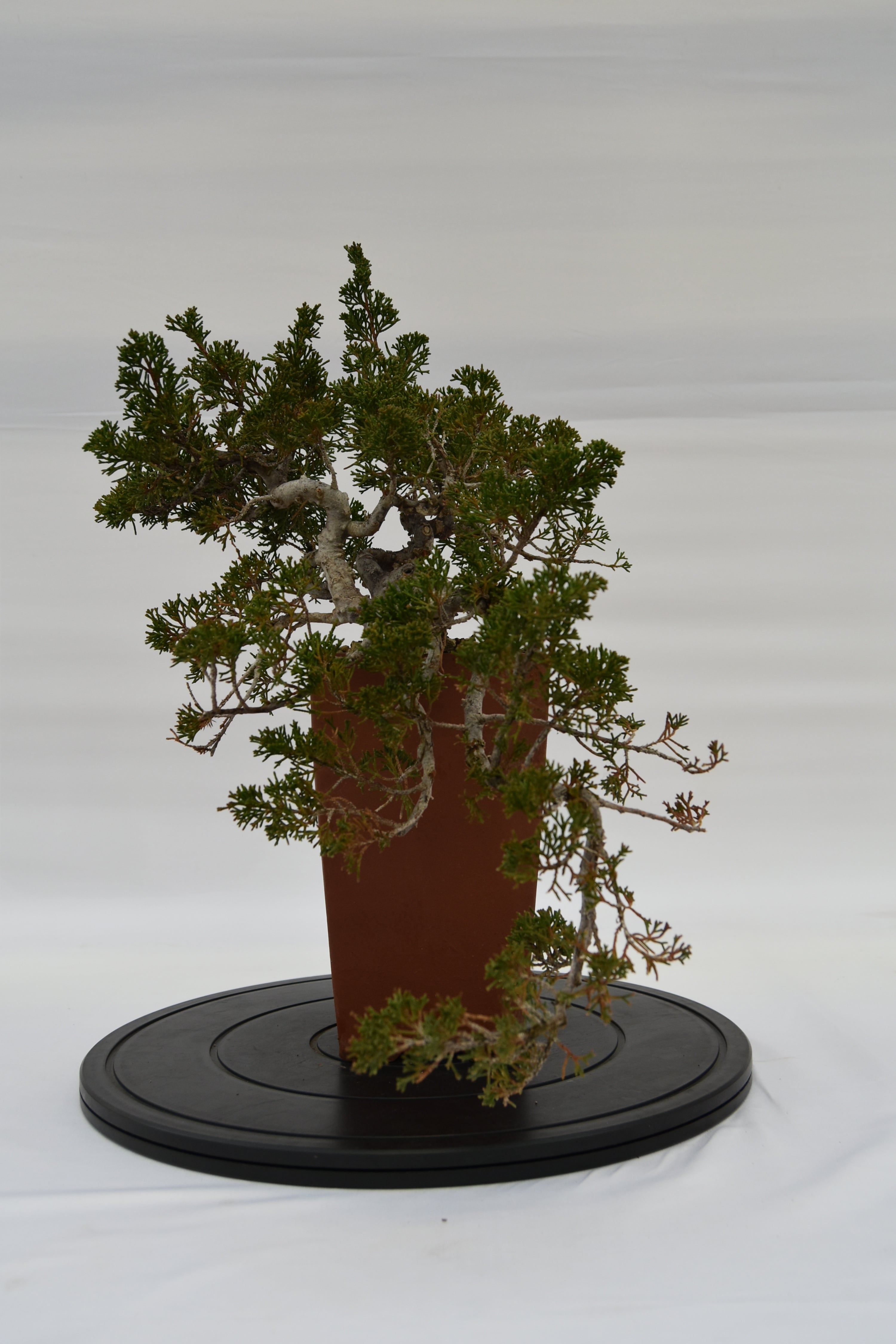 Ginepro Kishu € 750 | La Gemma del bonsai