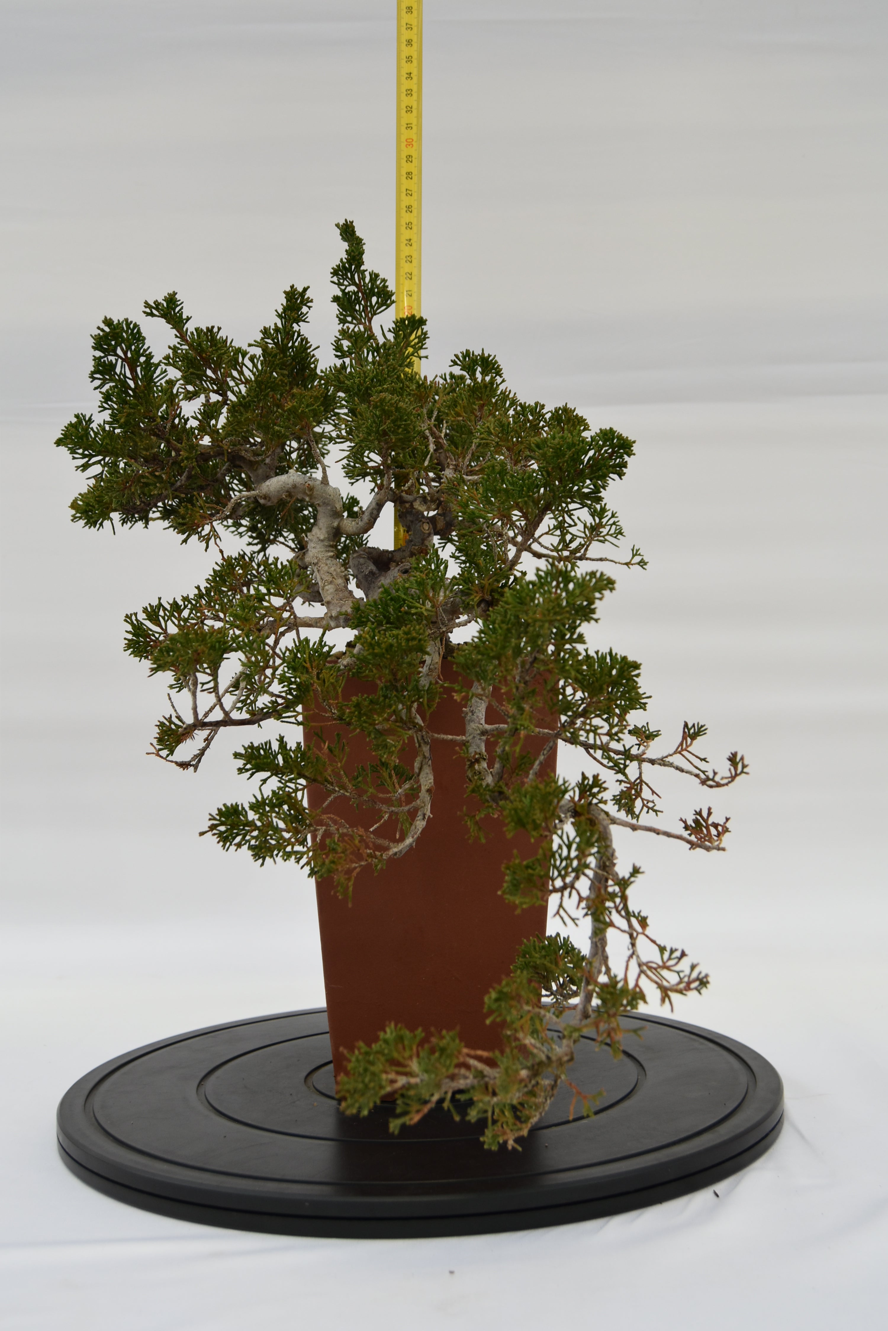 Ginepro Kishu € 750 | La Gemma del bonsai