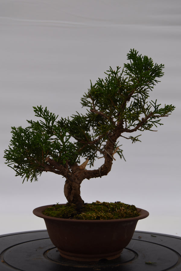 Ginepro Kishu €140 | La Gemma del bonsai