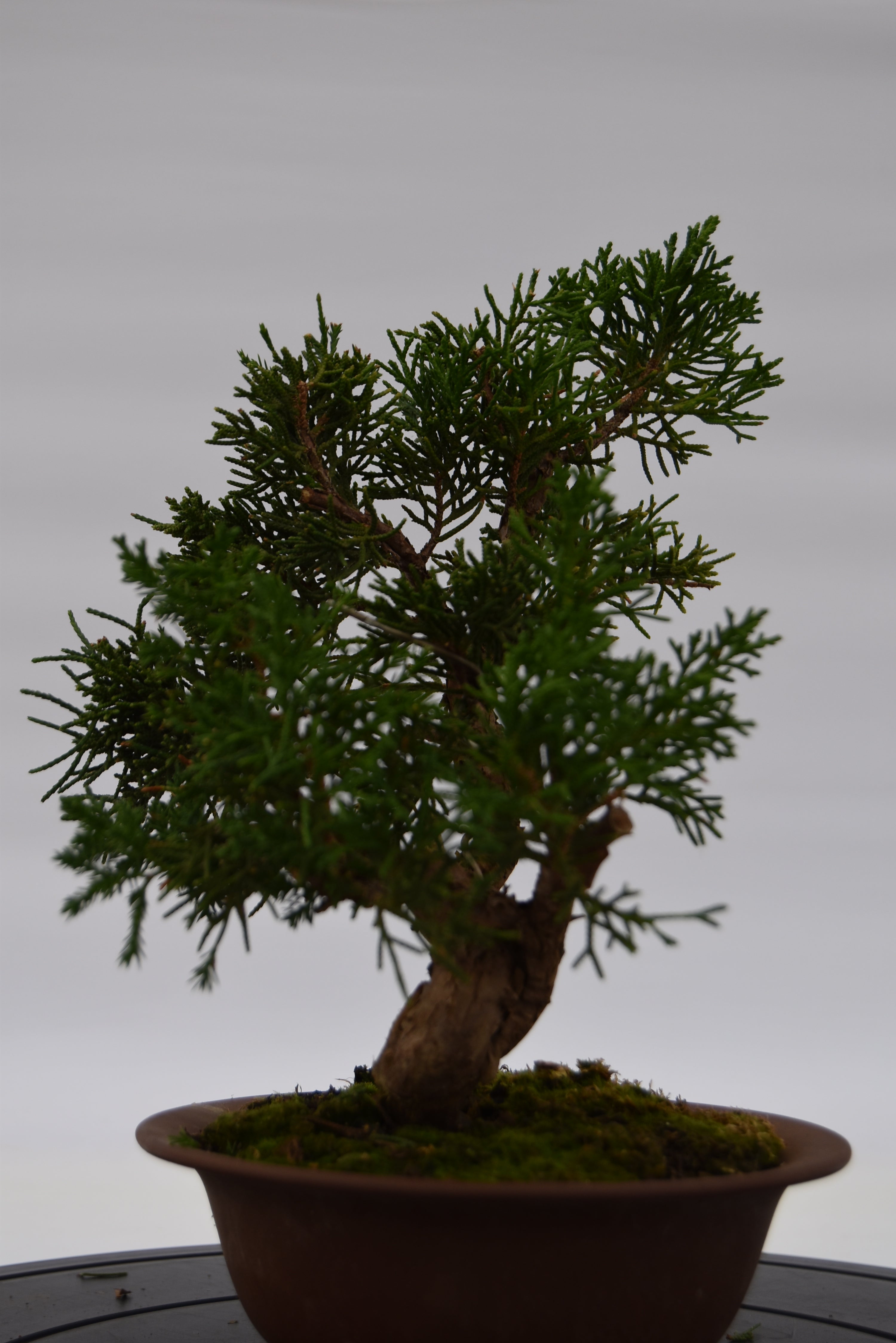 Ginepro Kishu €140 | La Gemma del bonsai