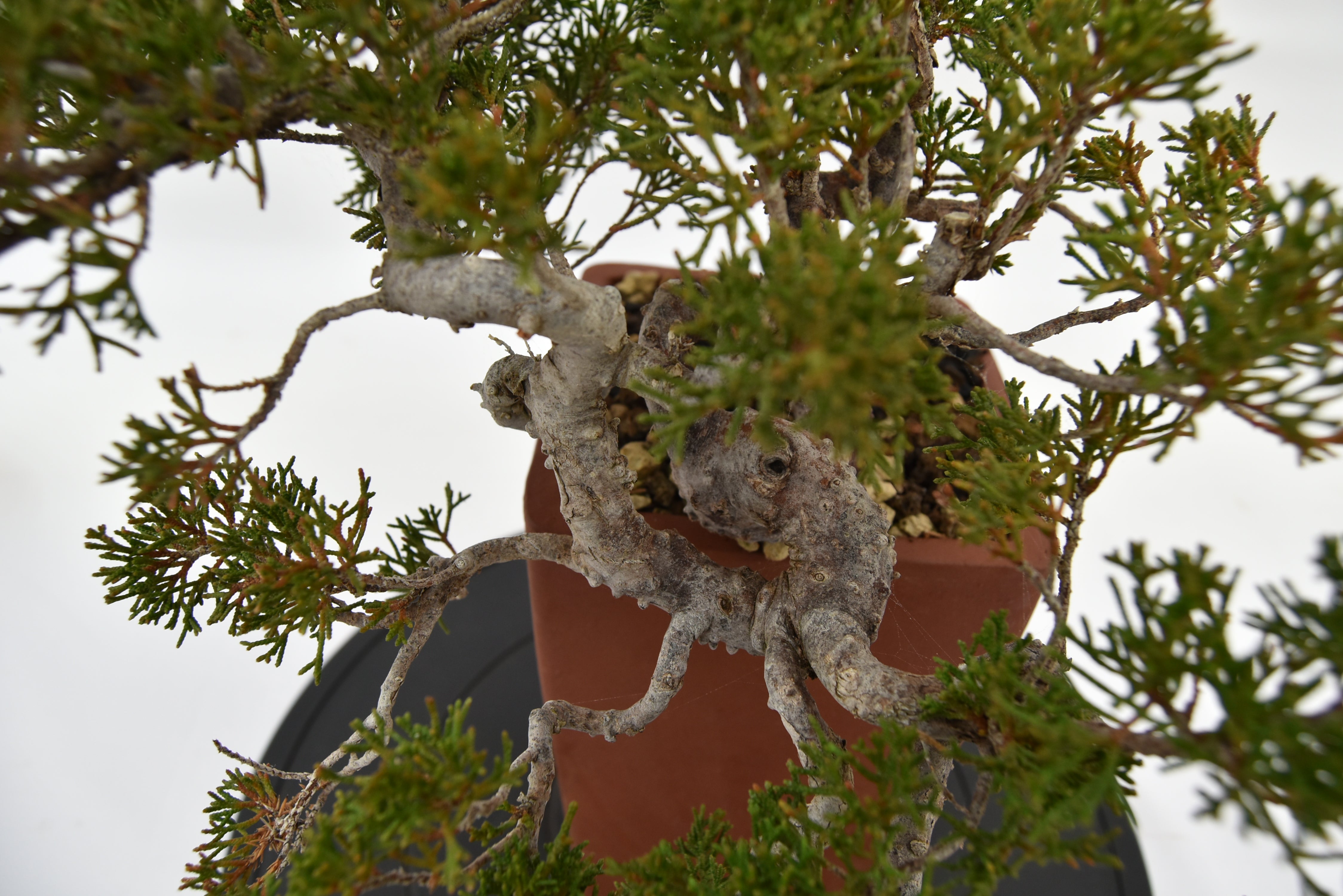 Ginepro Kishu € 750 | La Gemma del bonsai
