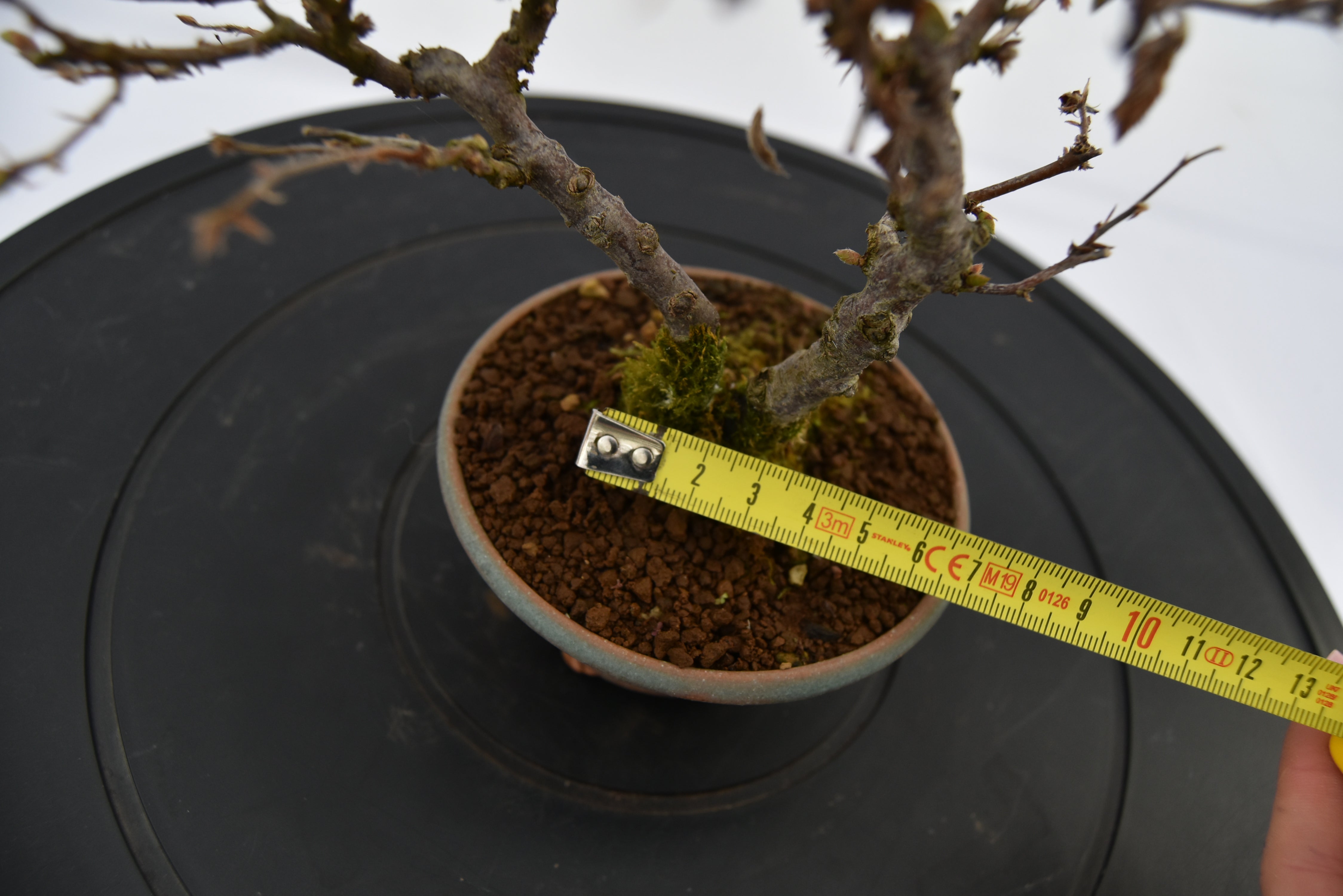 Carpino € 80 | La Gemma del bonsai