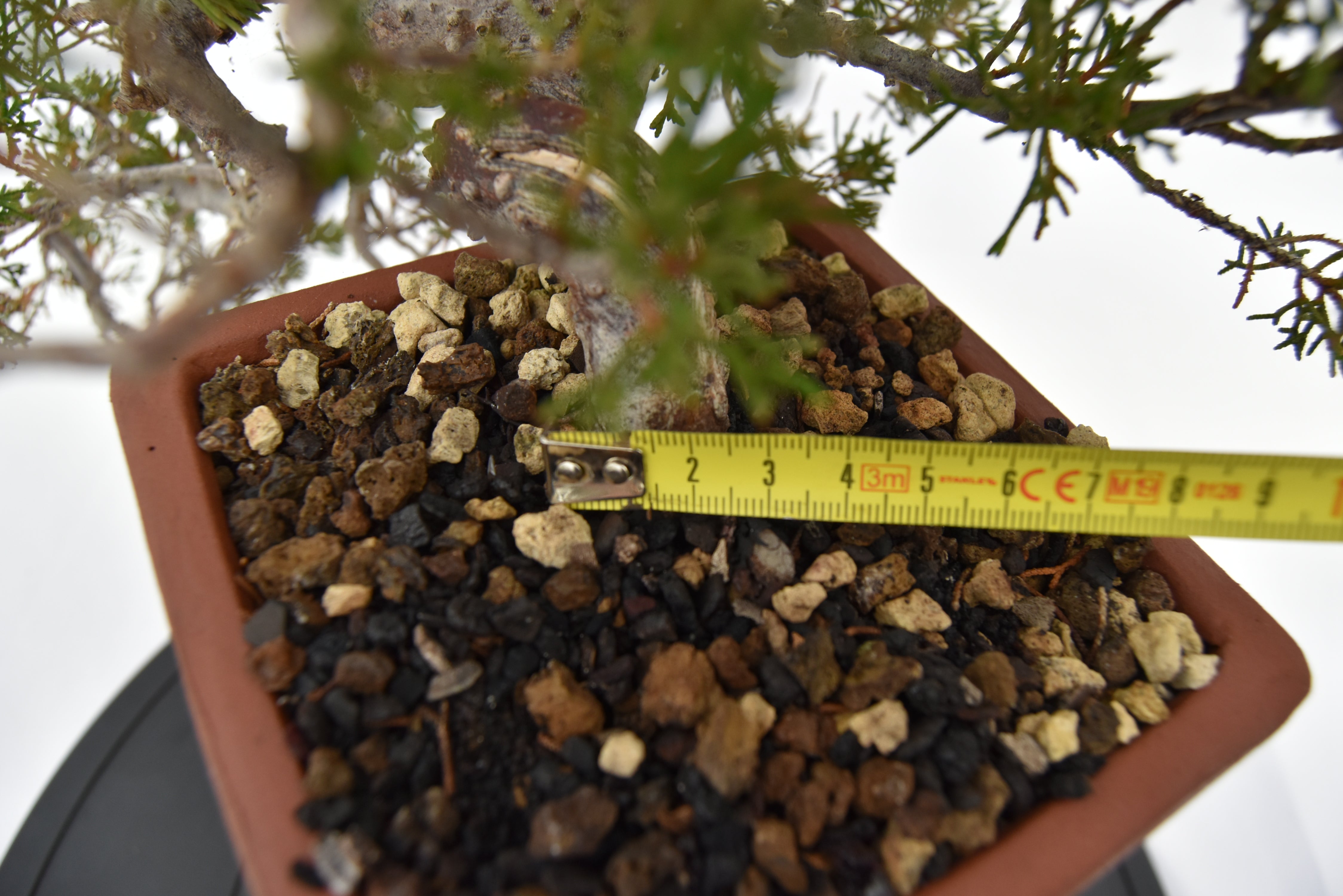 Ginepro Kishu € 750 | La Gemma del bonsai
