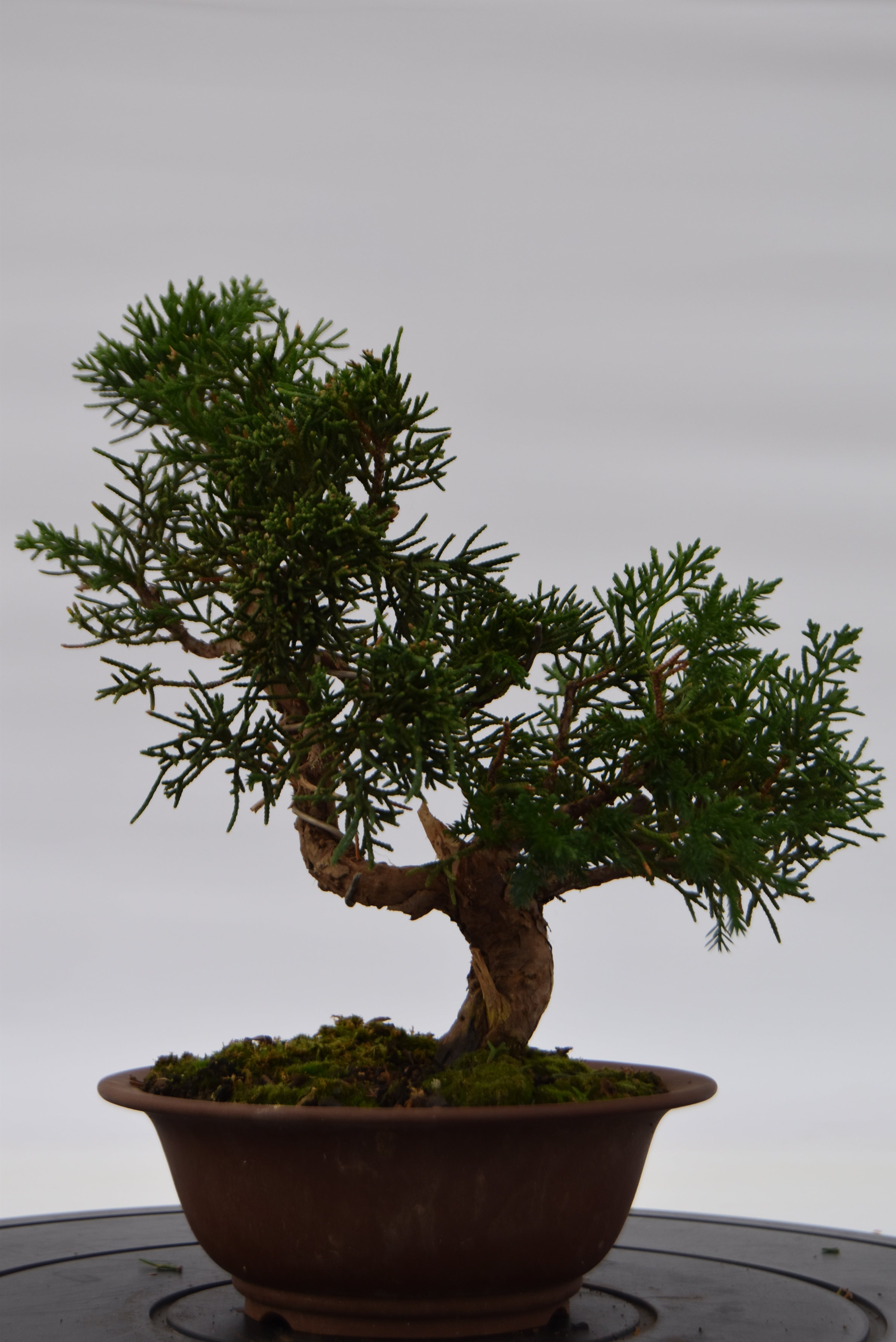 Ginepro Kishu €140 | La Gemma del bonsai