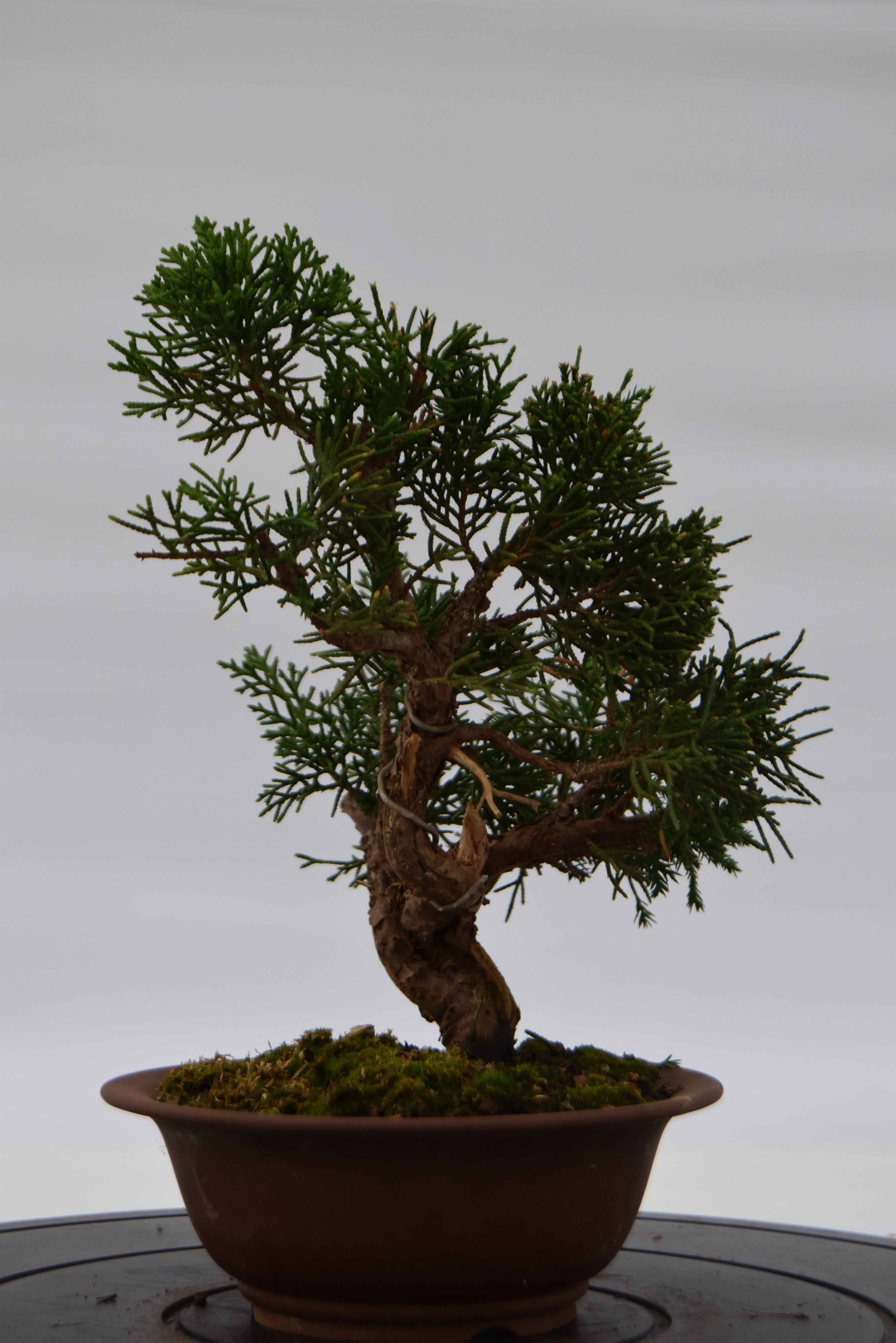 Ginepro Kishu €140 | La Gemma del bonsai