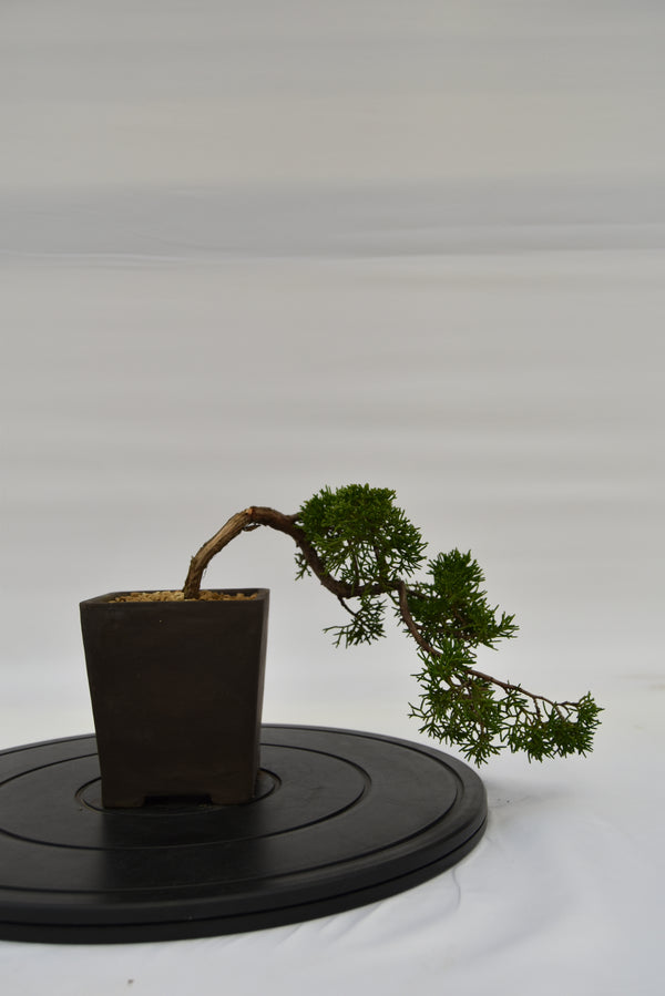 Ginepro Kishu € 130 | La Gemma del bonsai