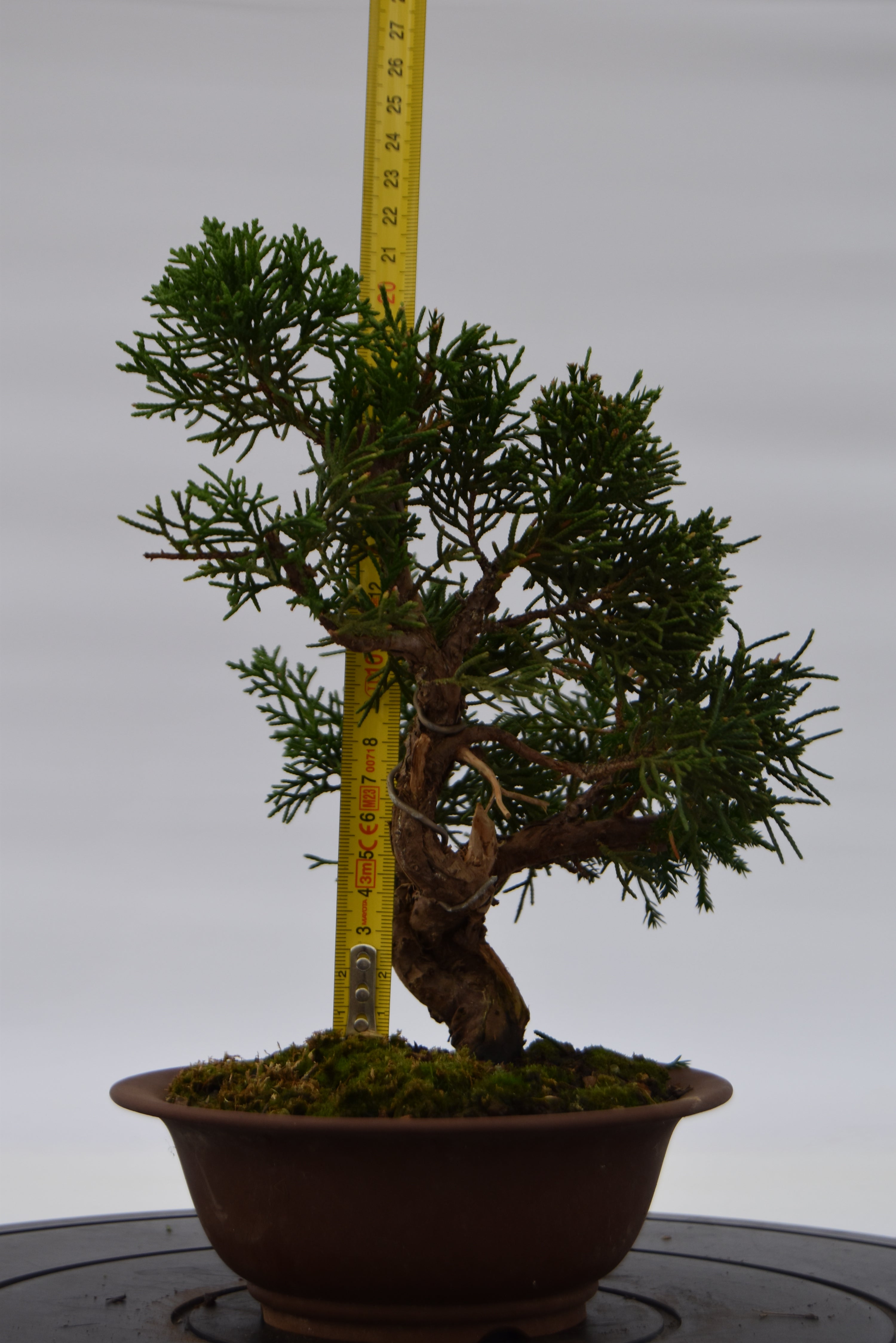 Ginepro Kishu €140 | La Gemma del bonsai
