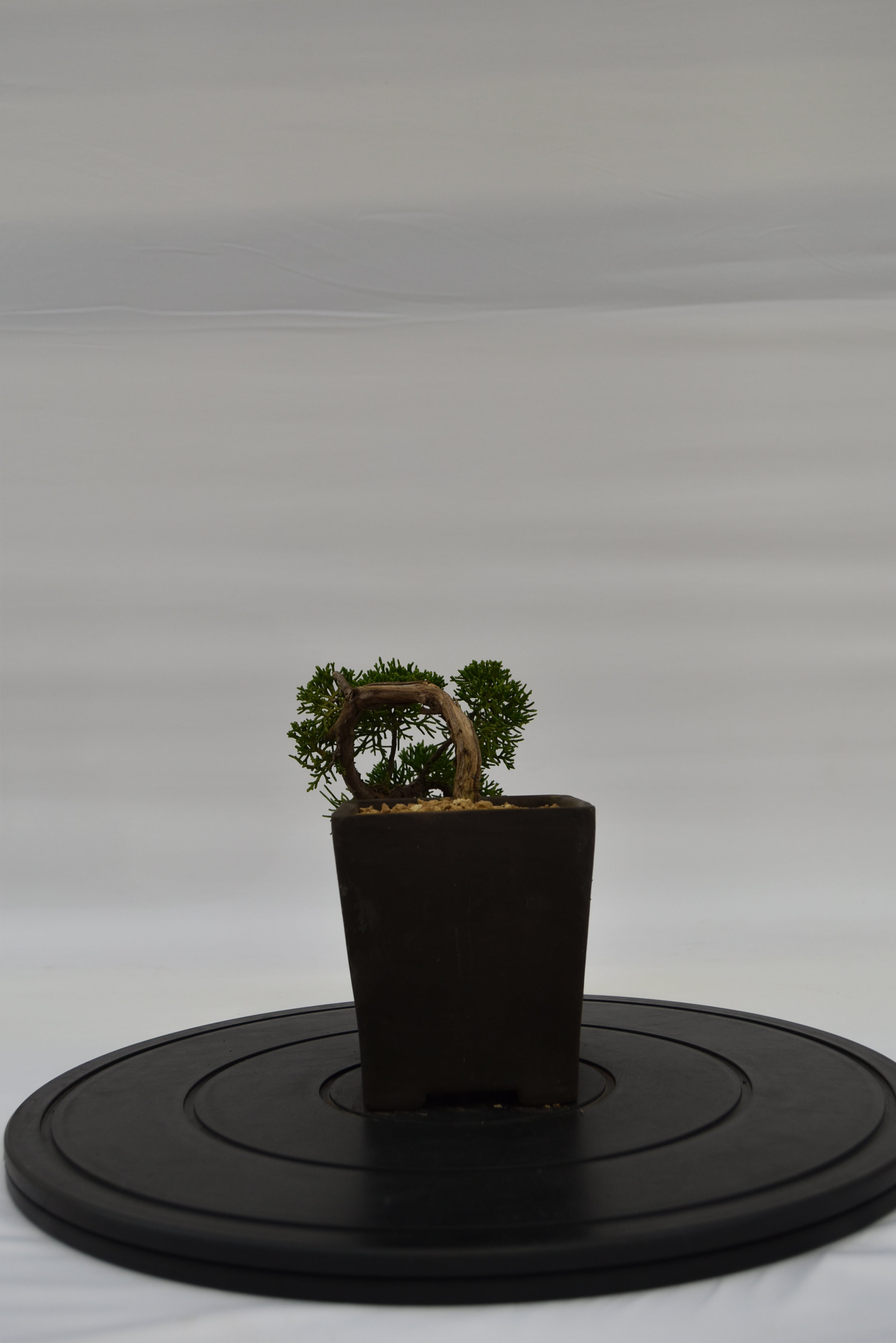 Ginepro Kishu € 130 | La Gemma del bonsai