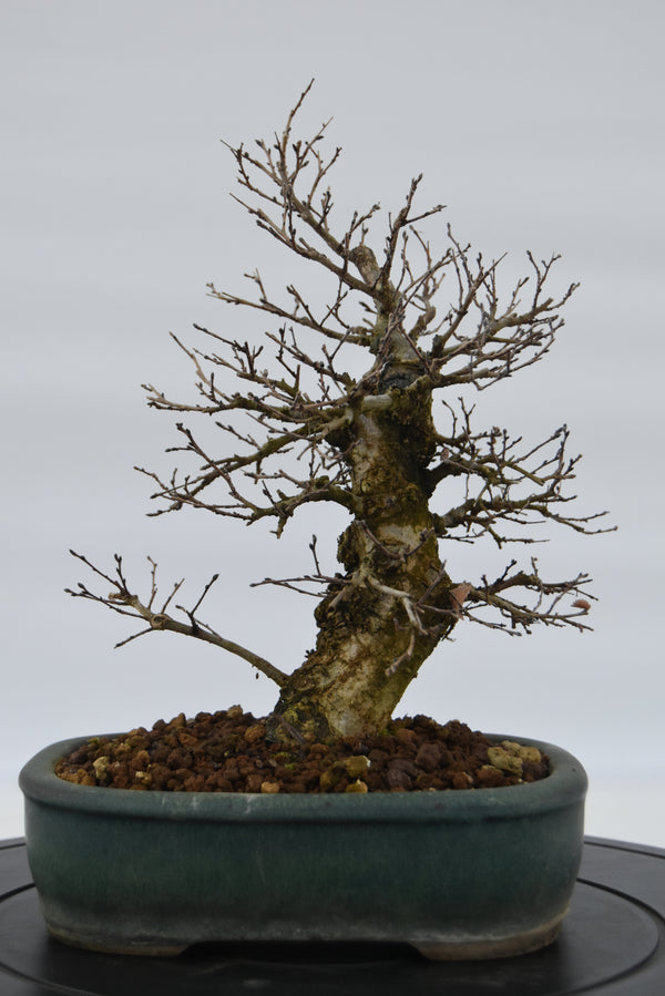 Olmo Campestre € 250 | La Gemma del bonsai
