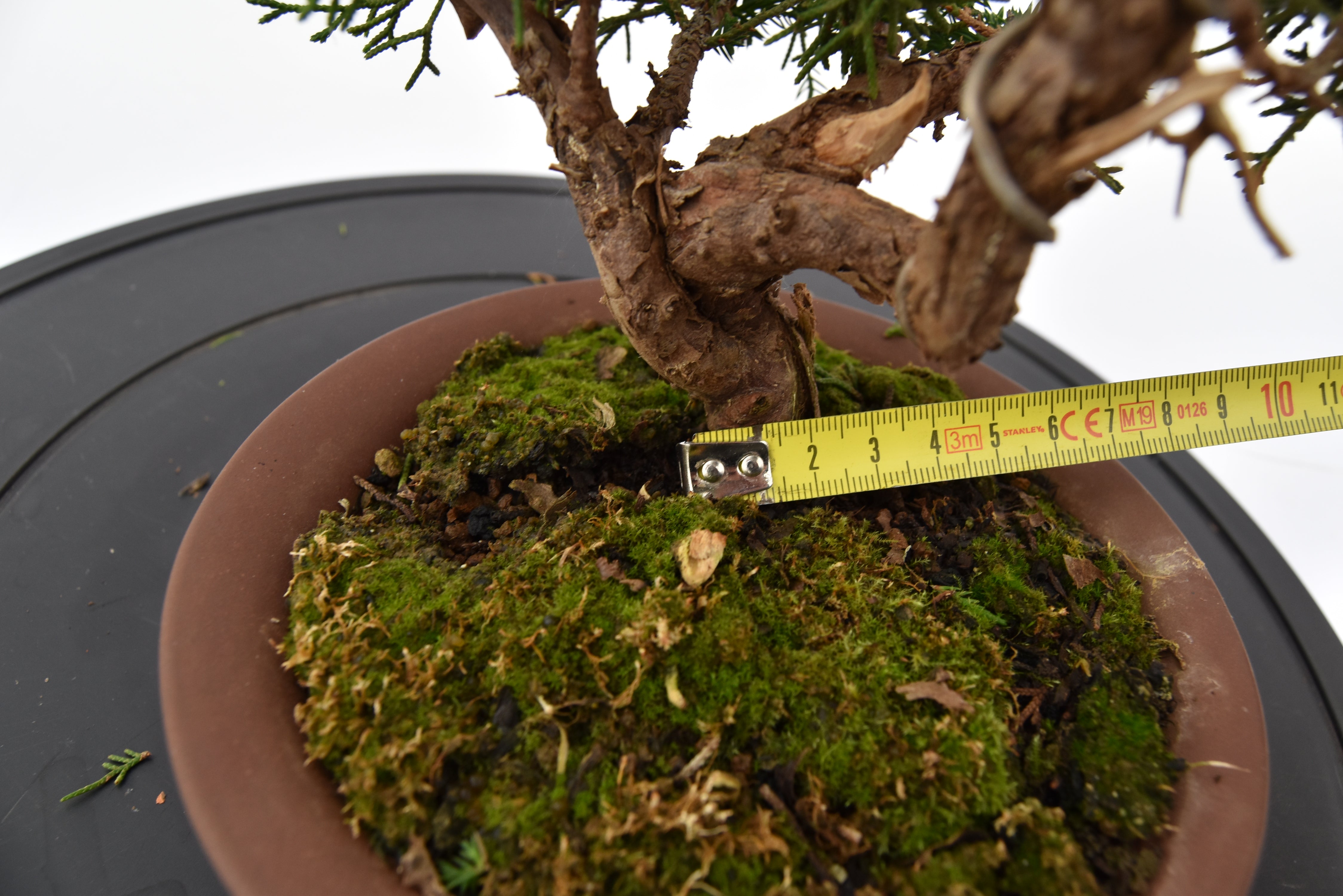Ginepro Kishu €140 | La Gemma del bonsai