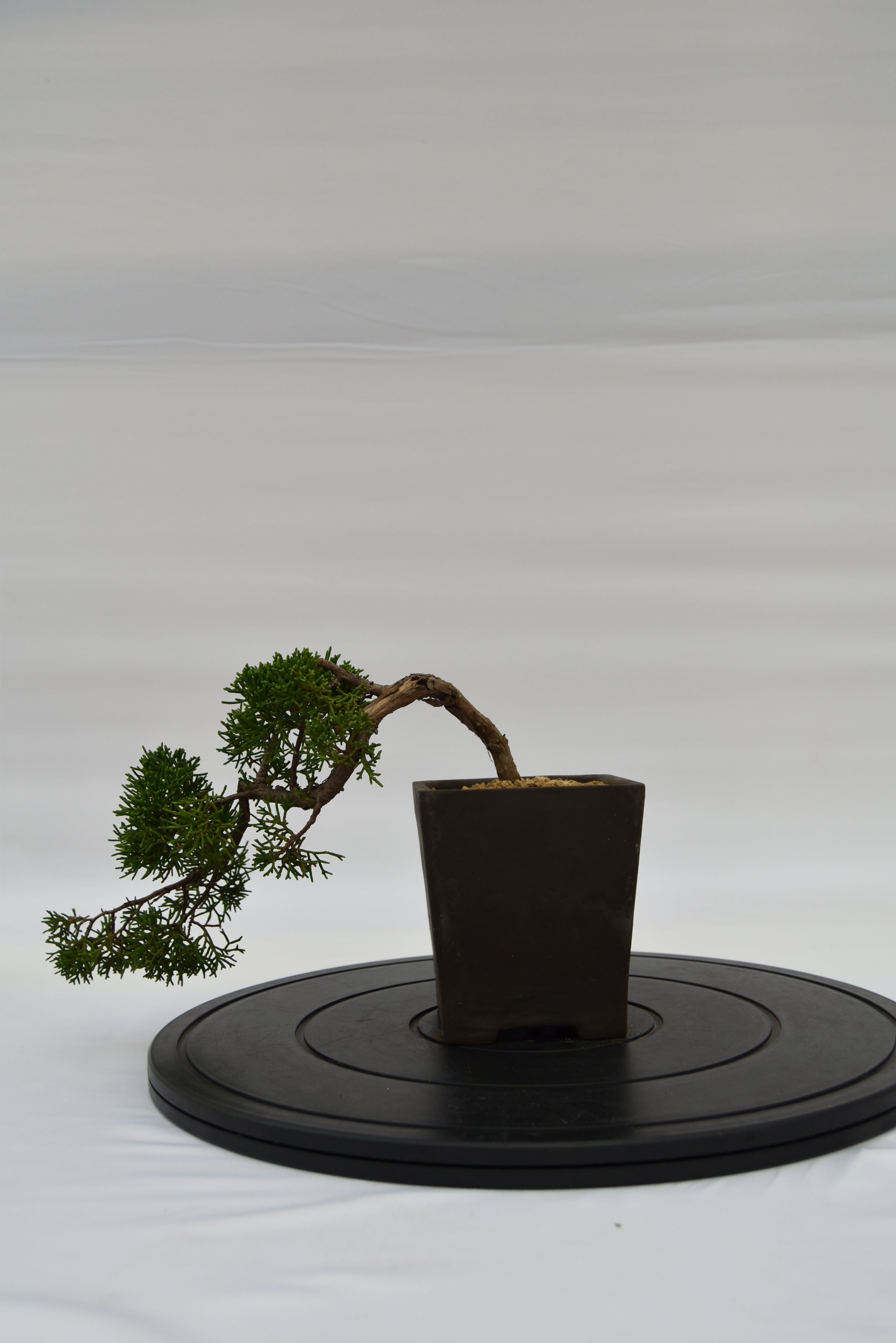 Ginepro Kishu € 130 | La Gemma del bonsai