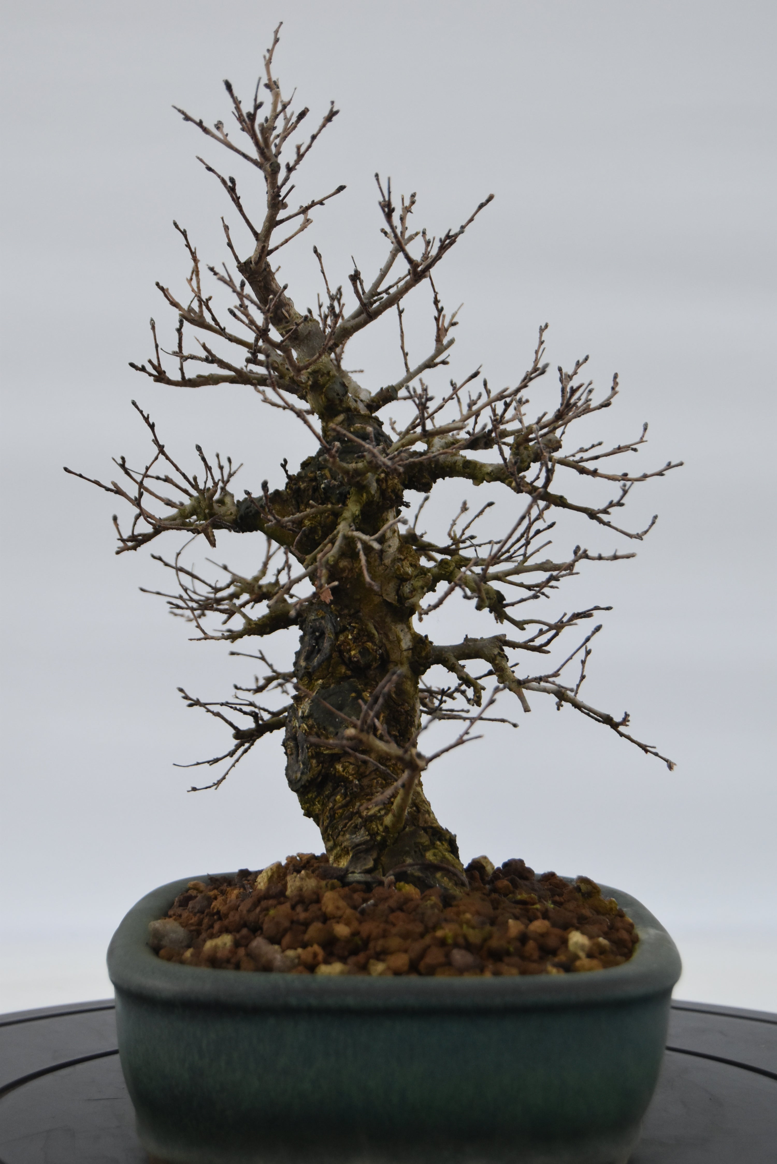 Olmo Campestre € 250 | La Gemma del bonsai