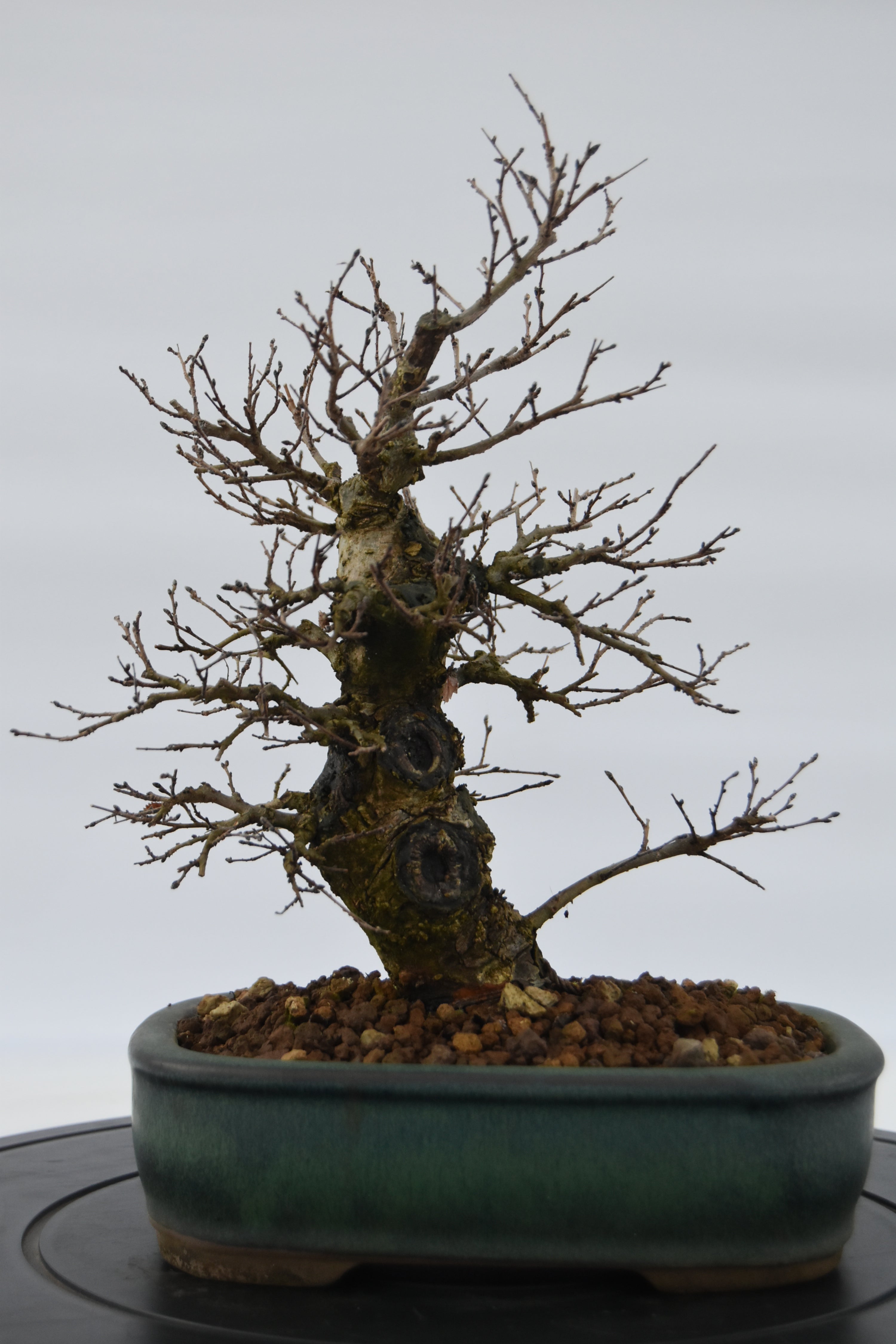 Olmo Campestre € 250 | La Gemma del bonsai