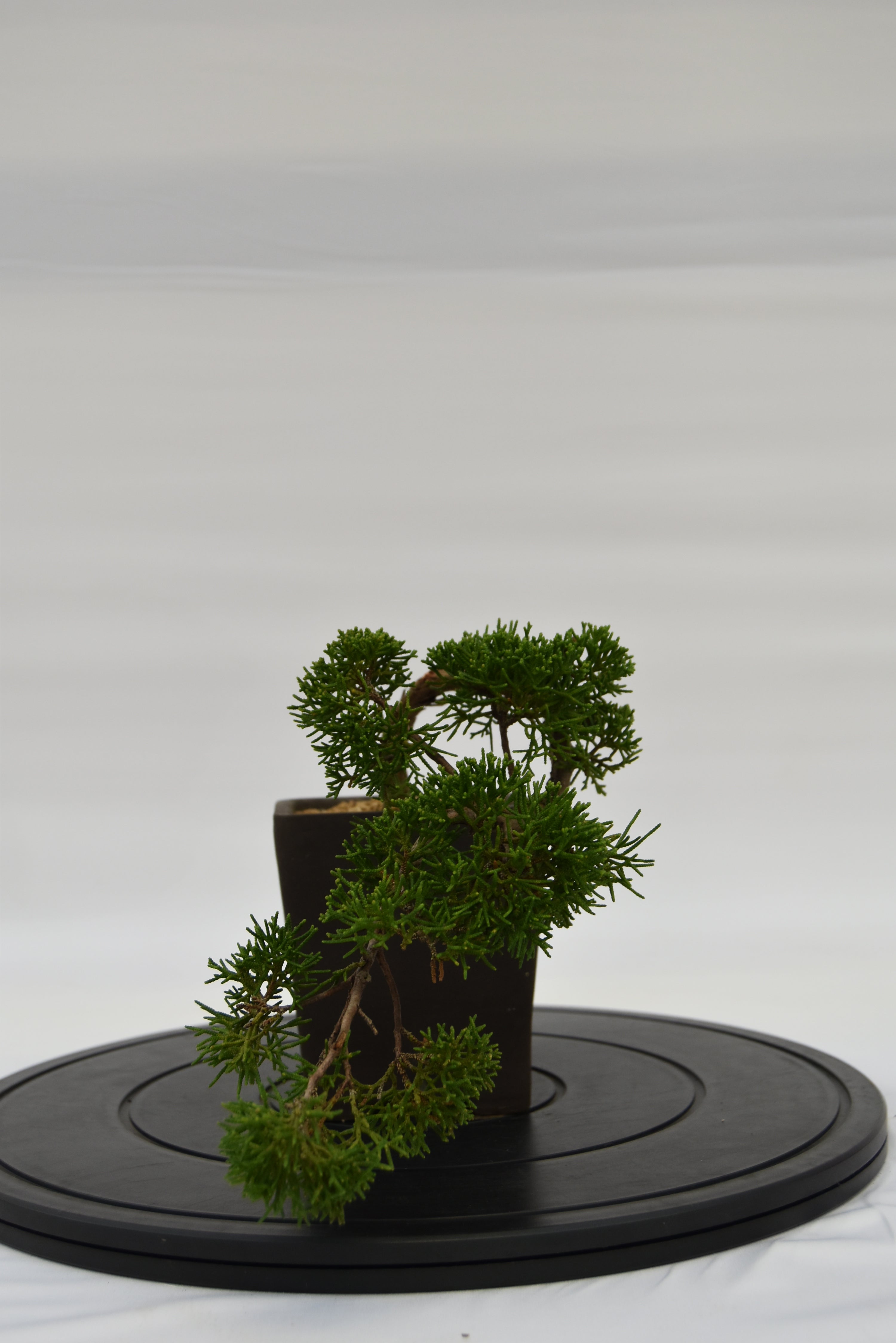 Ginepro Kishu € 130 | La Gemma del bonsai