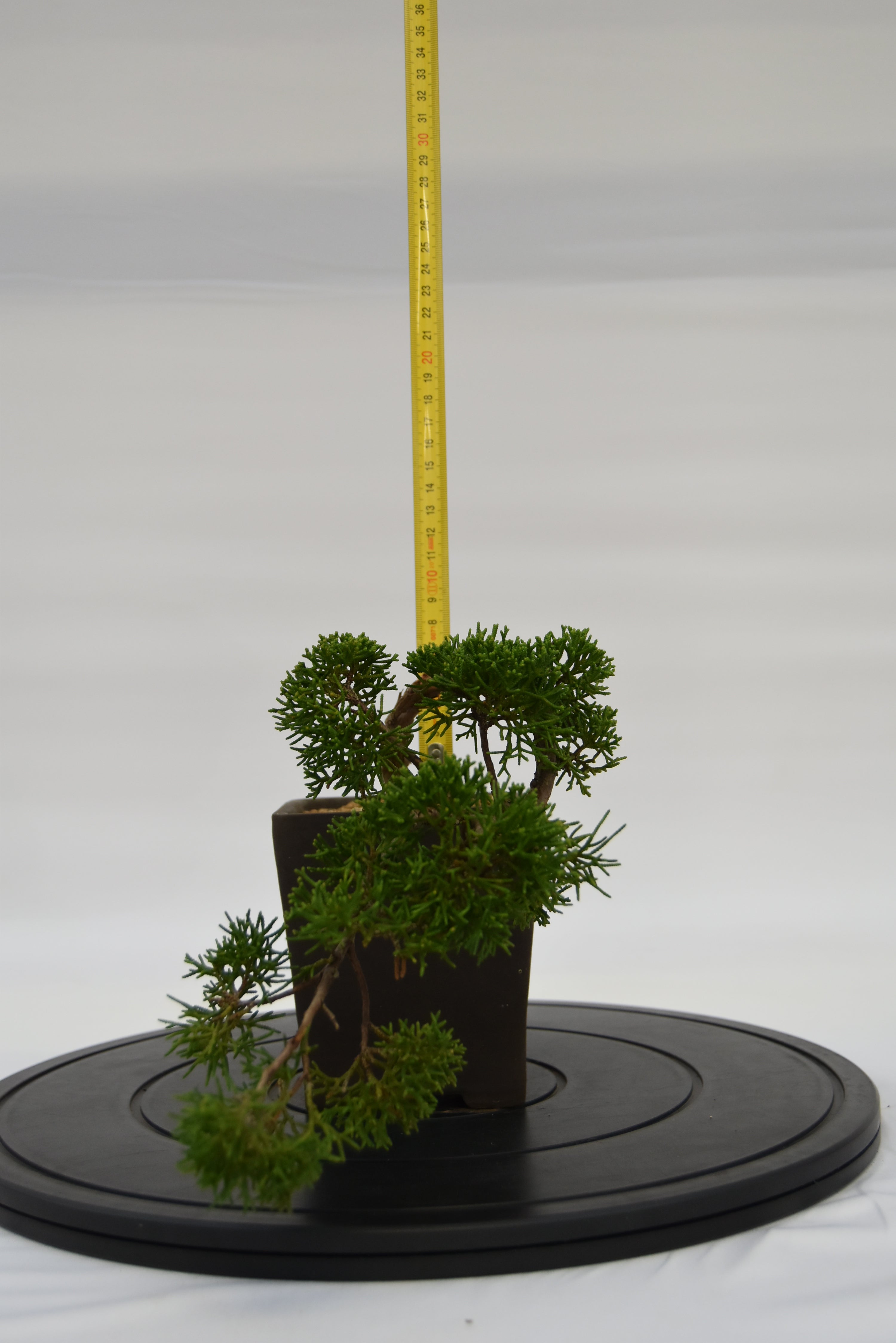 Ginepro Kishu € 130 | La Gemma del bonsai