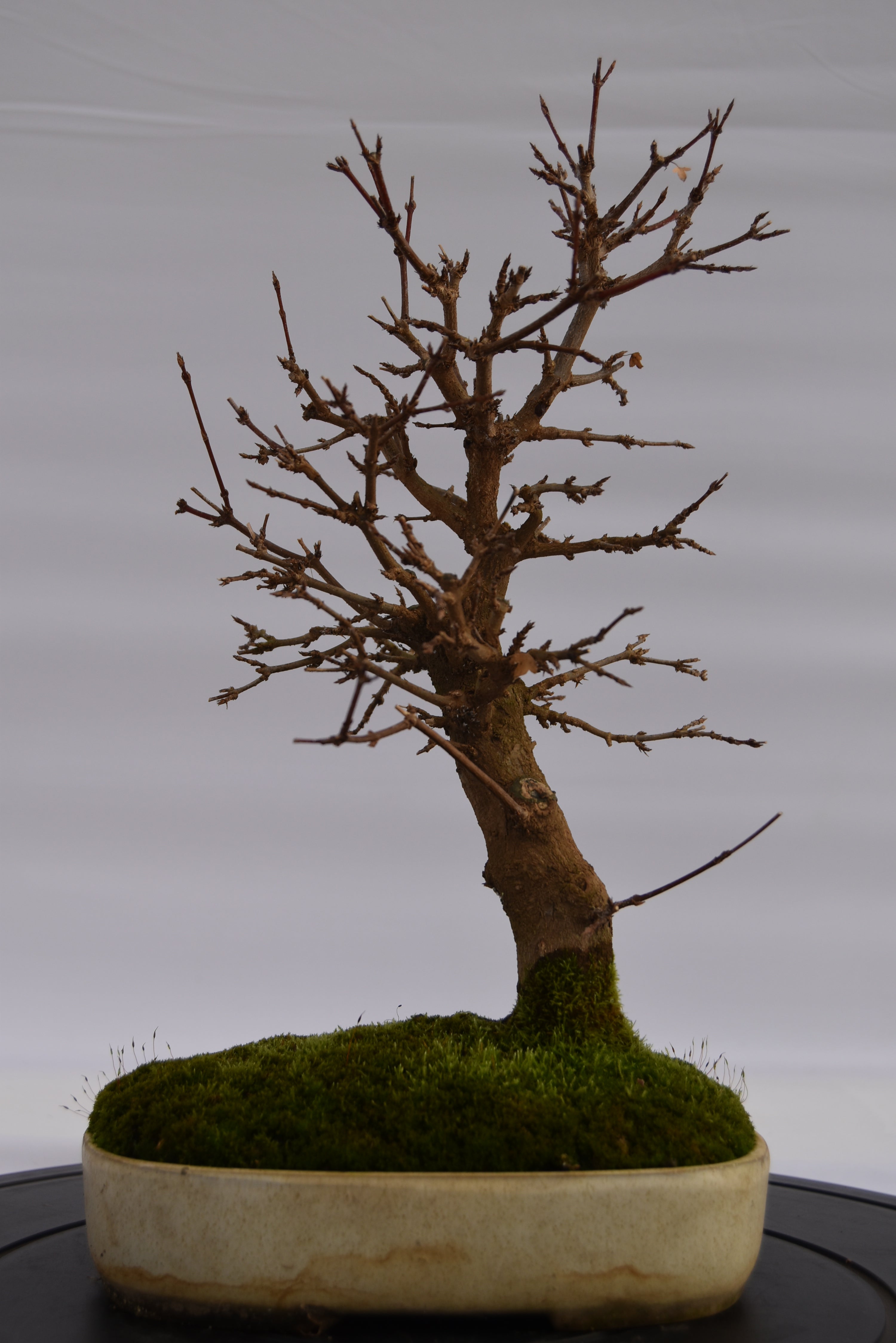 Acero Tridente € 320 | La Gemma del bonsai
