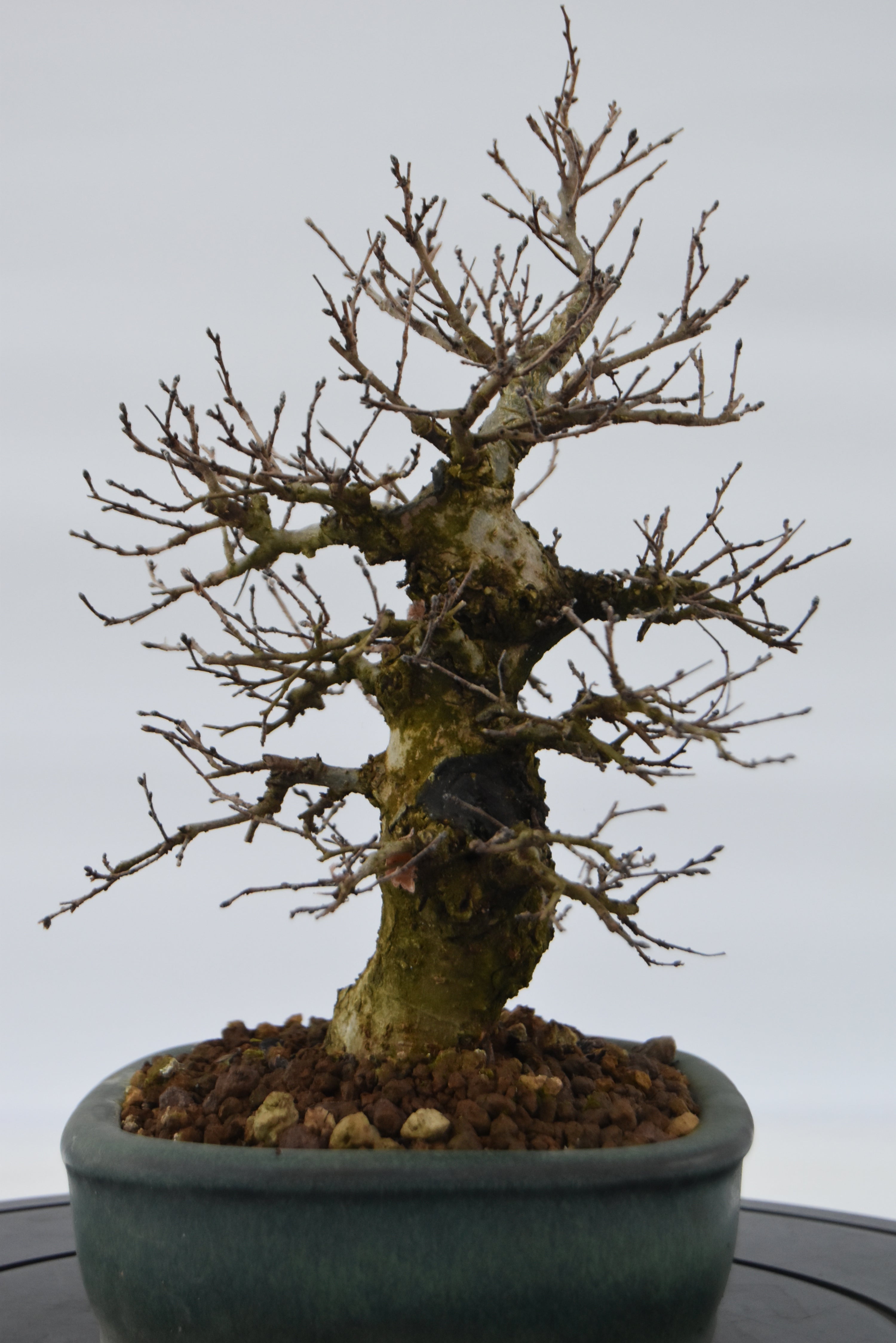 Olmo Campestre € 250 | La Gemma del bonsai