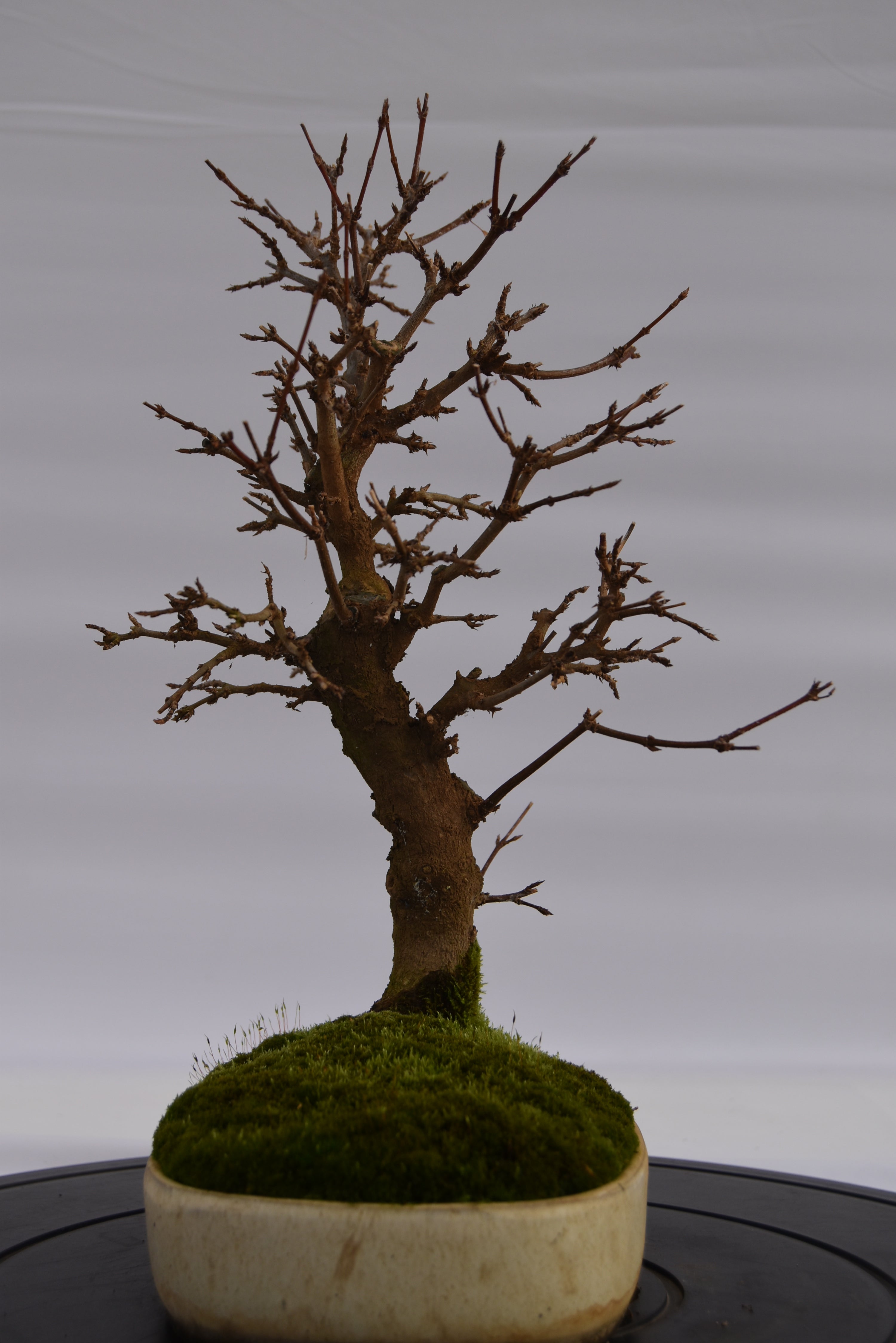 Acero Tridente € 320 | La Gemma del bonsai